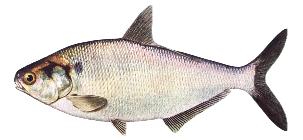 American gizzard shad