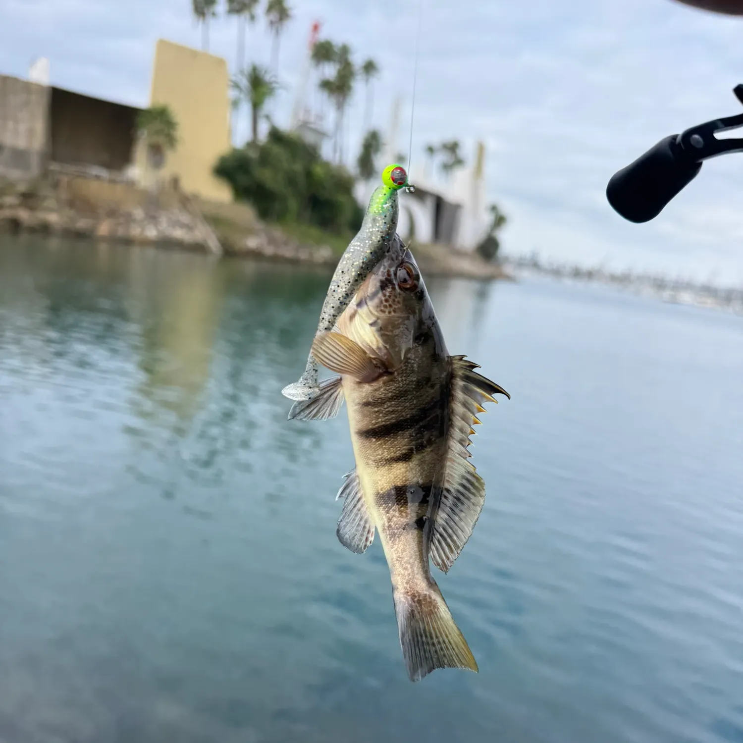 Barred sand bass caught on Fishbrain