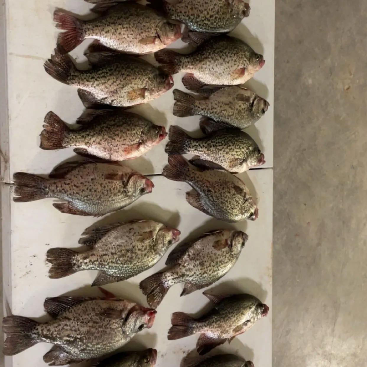 recently logged catches