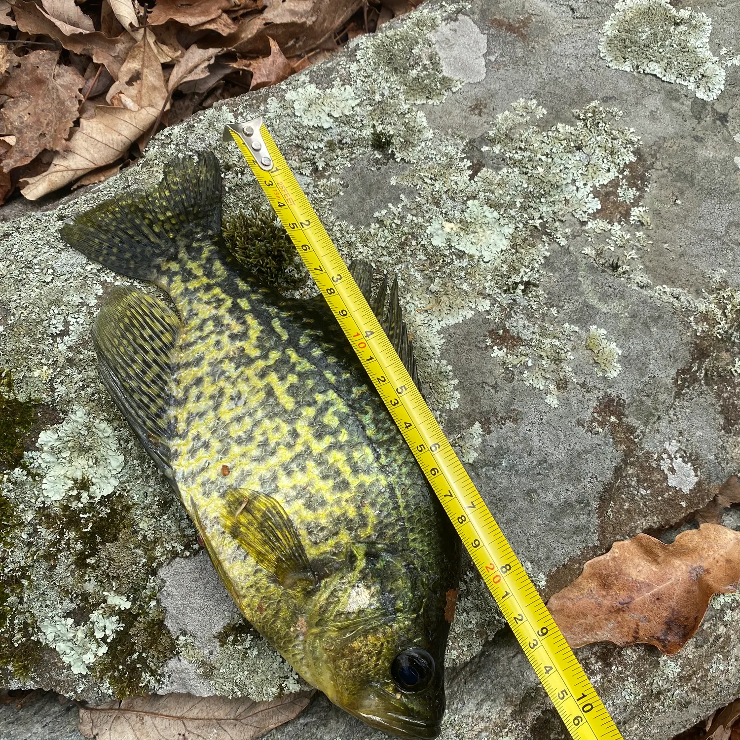 recently logged catches