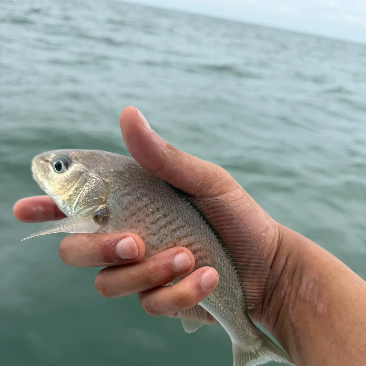 Spot croaker caught on Fishbrain