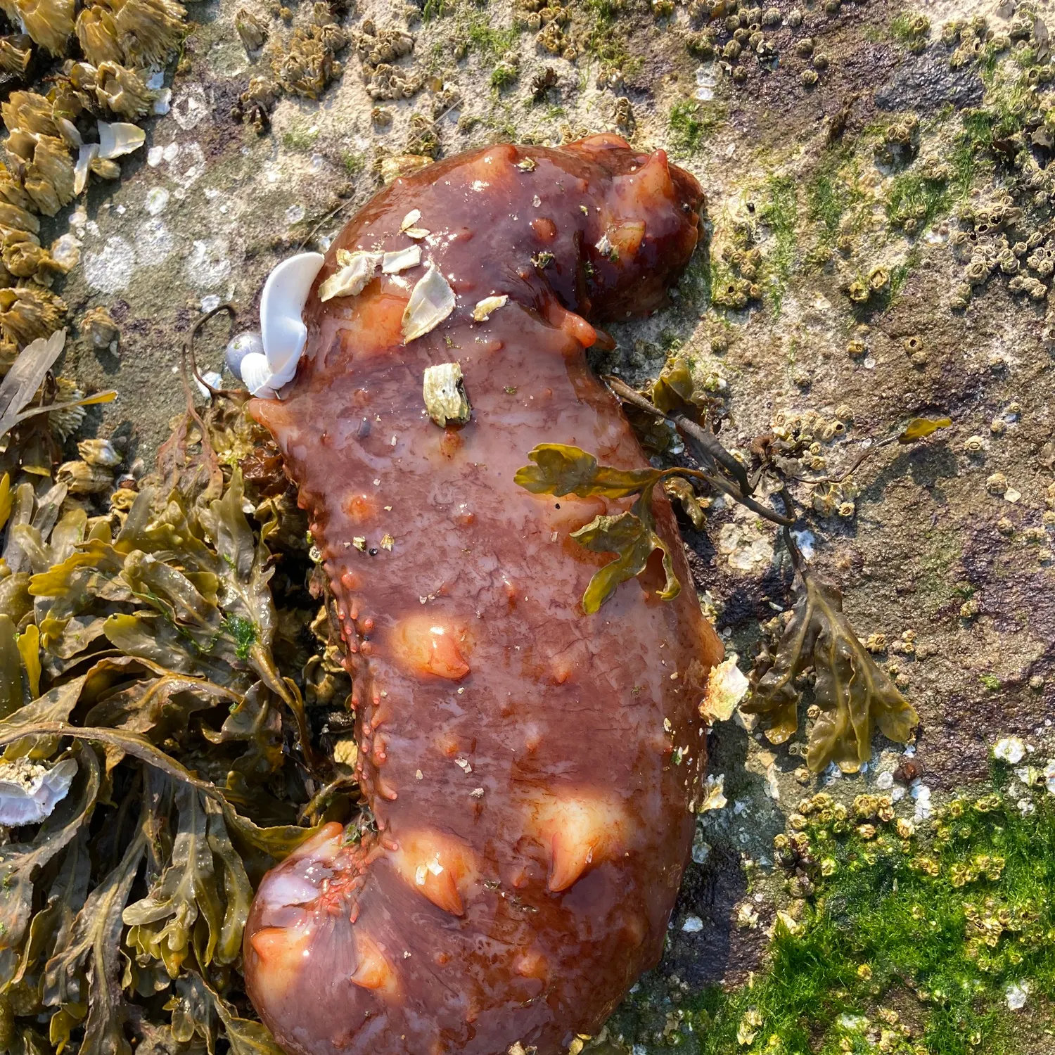 The most recent Florida sea cucumber catches on Fishbrain