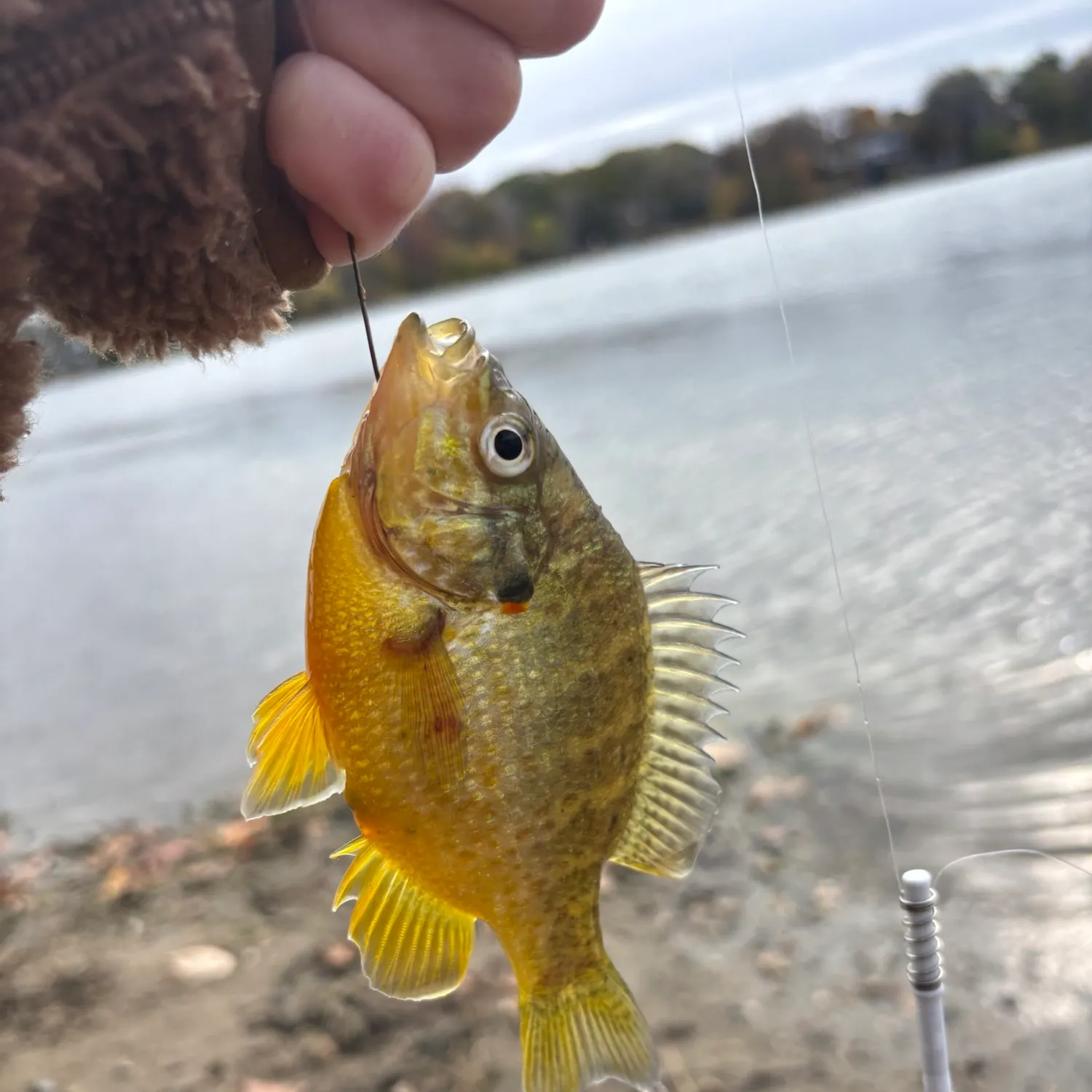 Pumpkinseed caught on Fishbrain