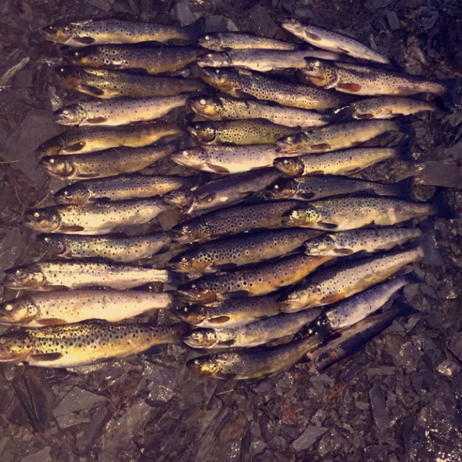 recently logged catches