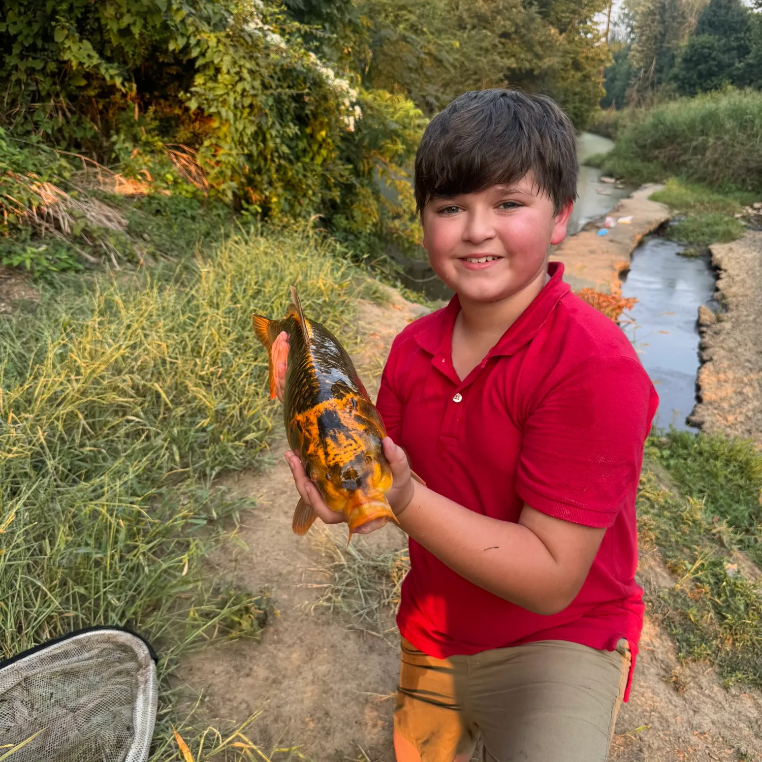 Koi carp caught on Fishbrain