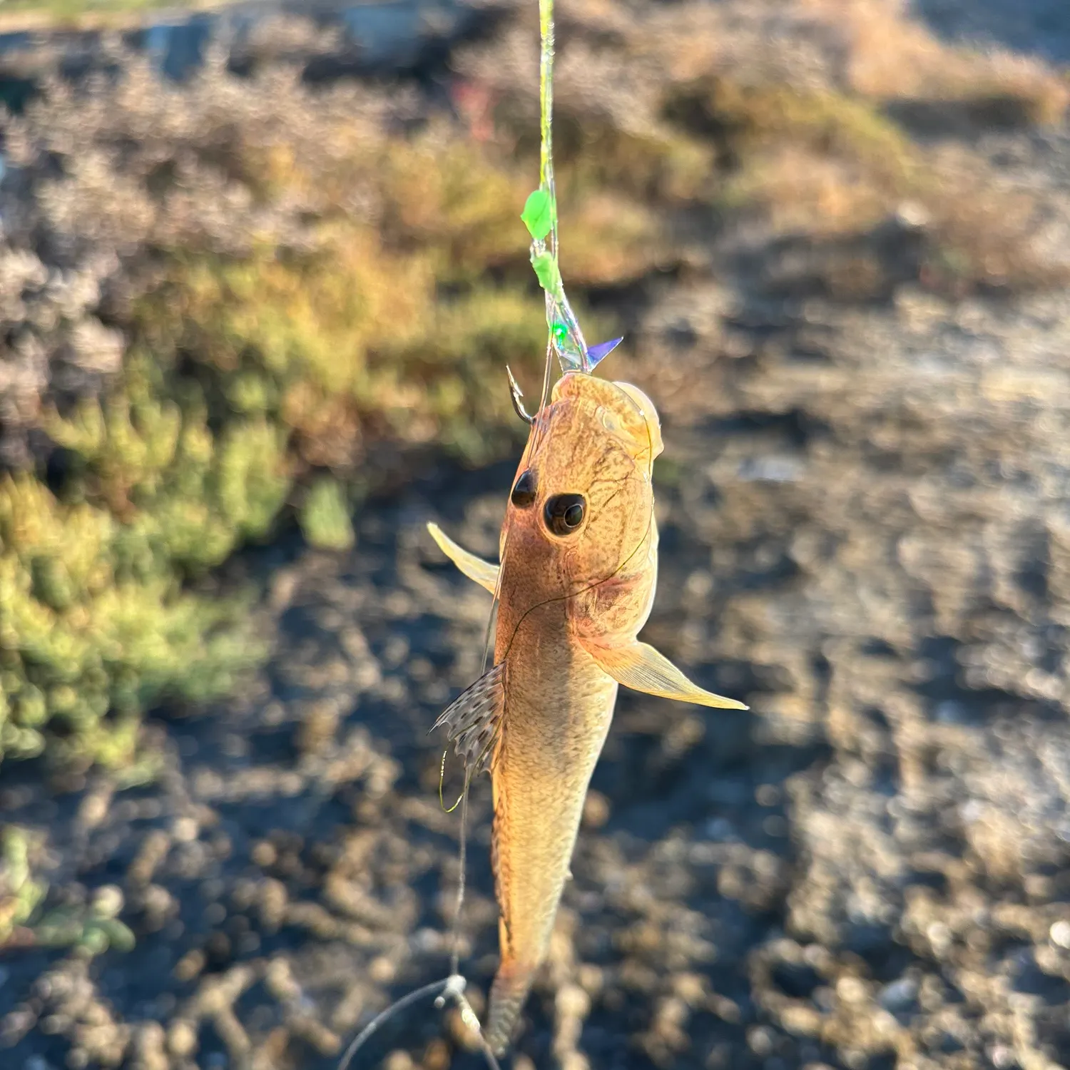 The most recent Yellowfin goby catches on Fishbrain