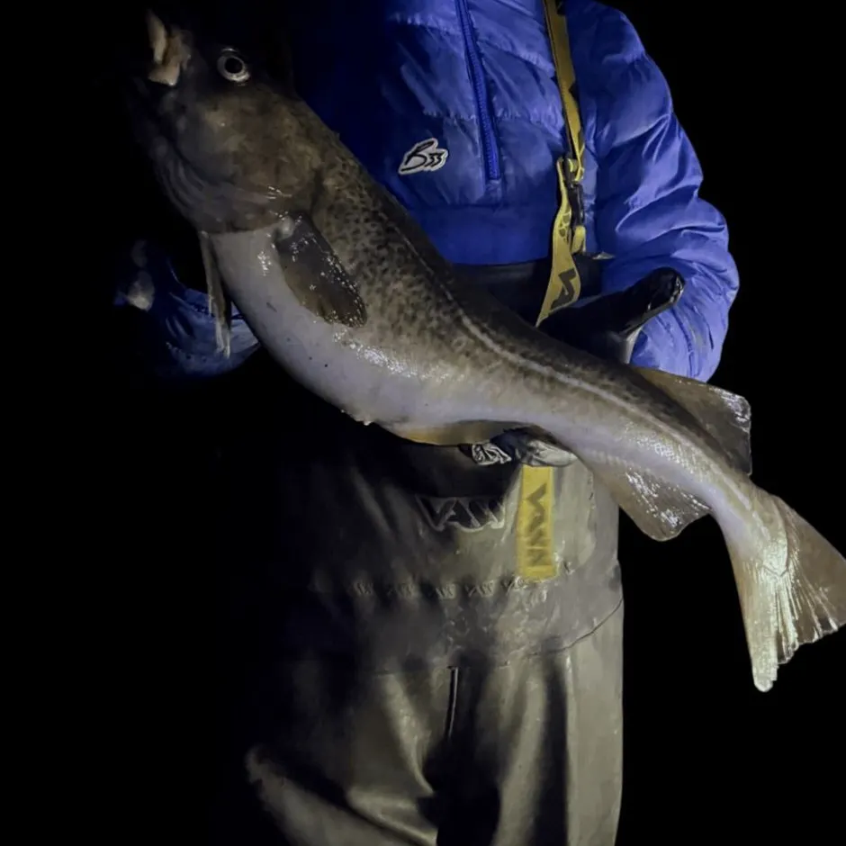 The most recent Atlantic cod catches on Fishbrain