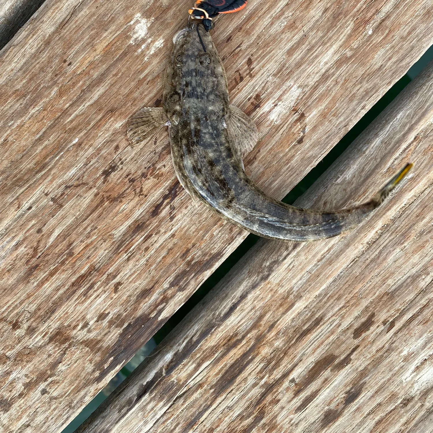 The most recent Bartail flathead catches on Fishbrain