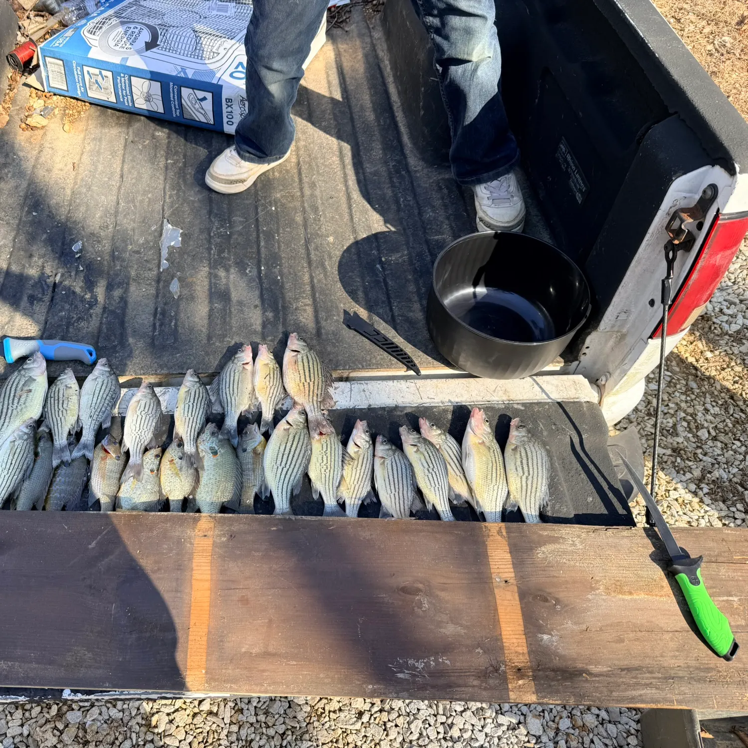 recently logged catches