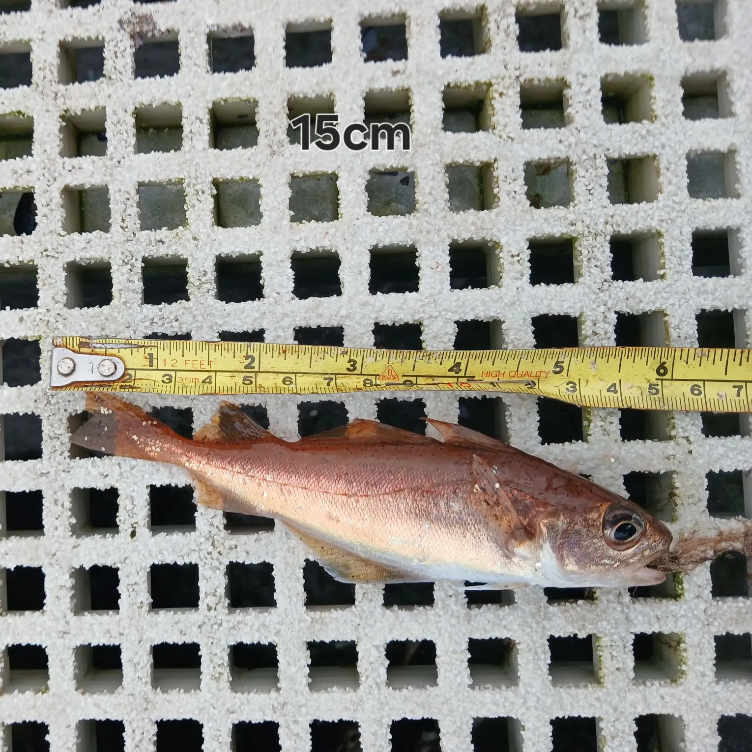 Poor cod caught on Fishbrain
