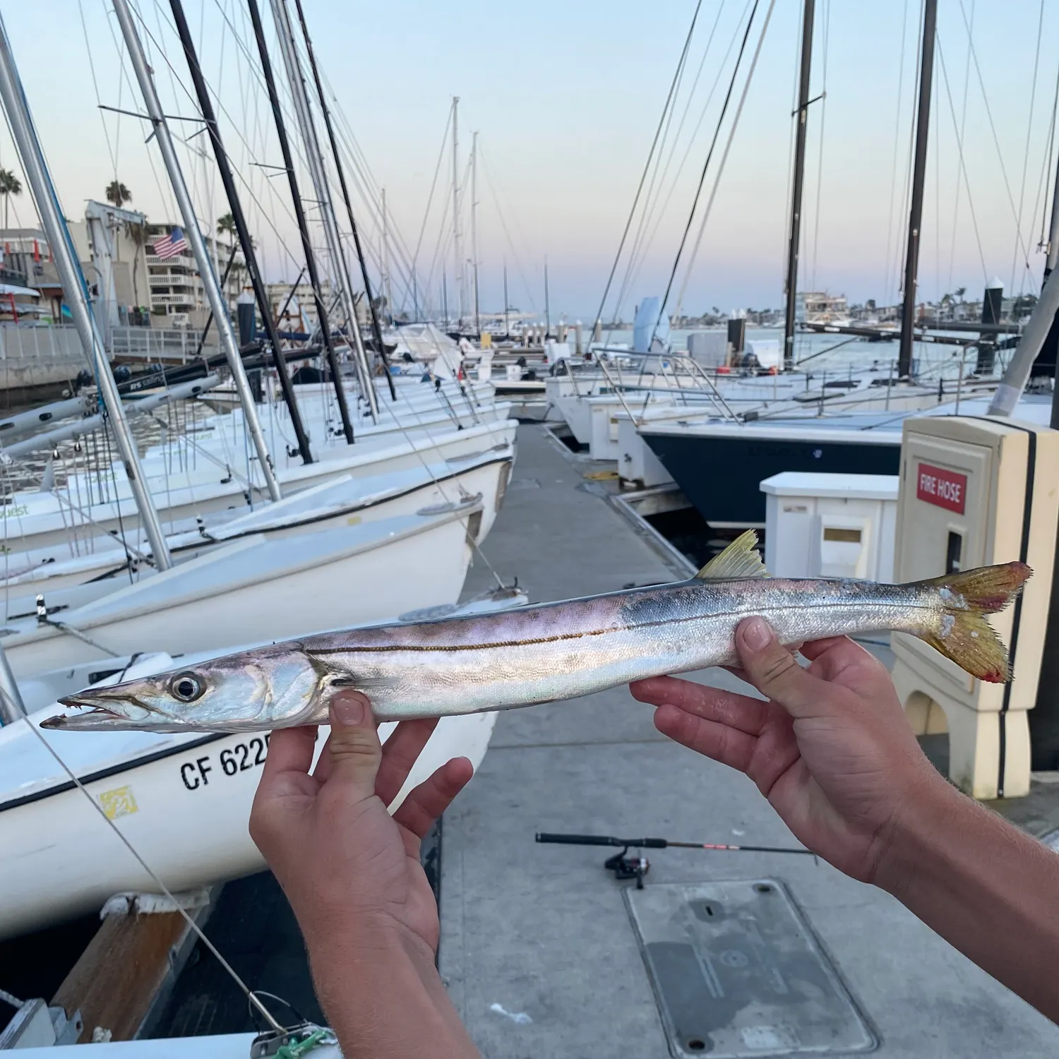 The most recent Pacific barracuda catches on Fishbrain