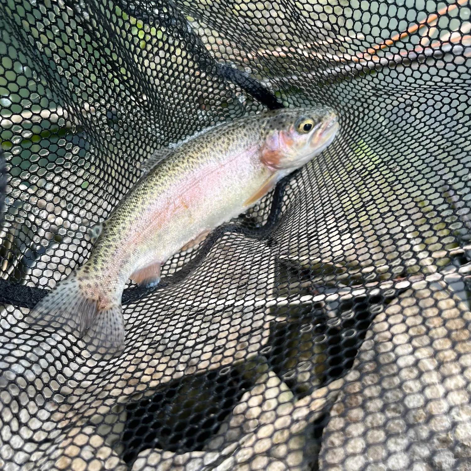 Rainbow trout caught on Fishbrain