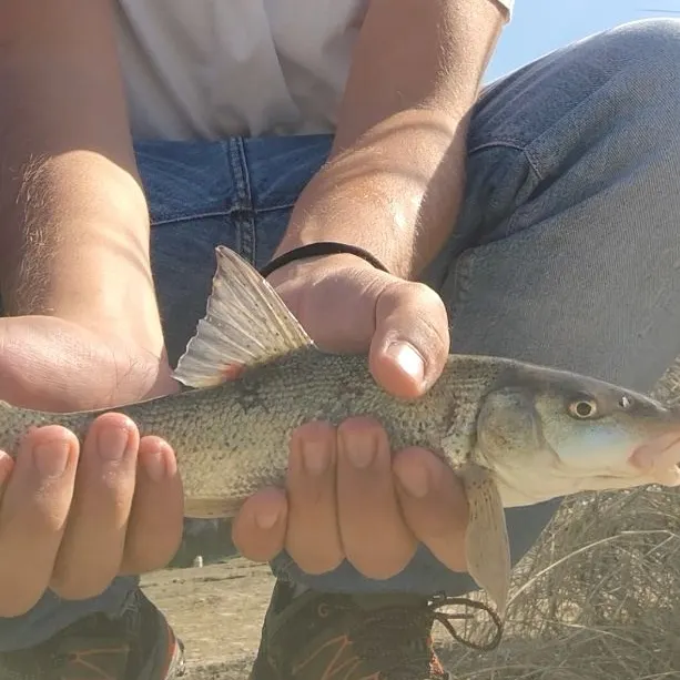 The most recent Common barbel catches on Fishbrain