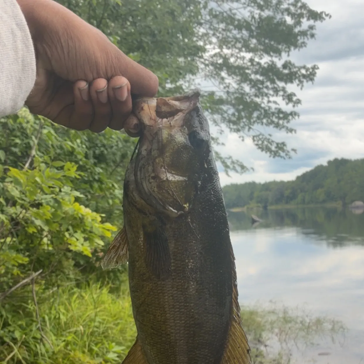 Smallmouth bass caught on Fishbrain