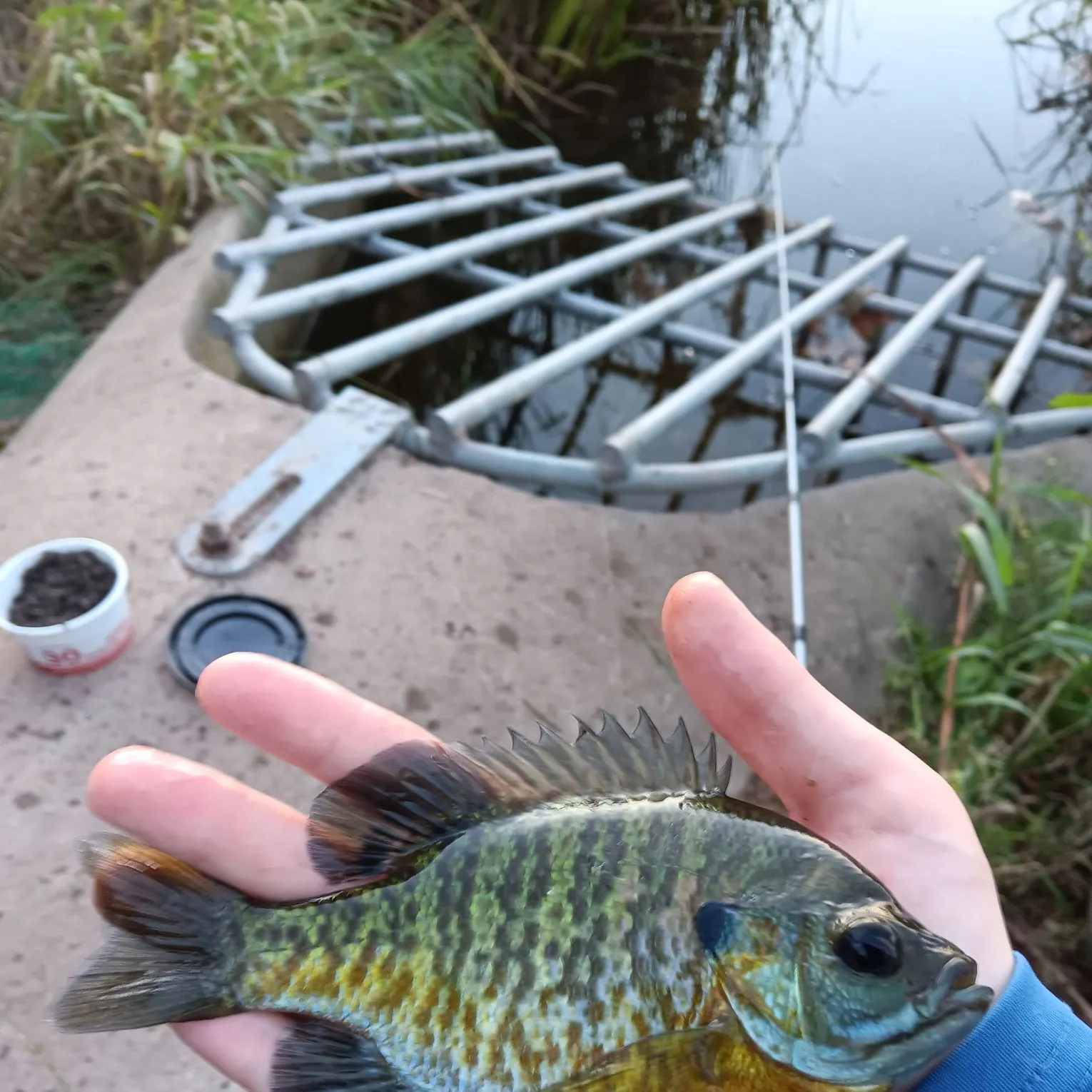 Bluegill caught on Fishbrain