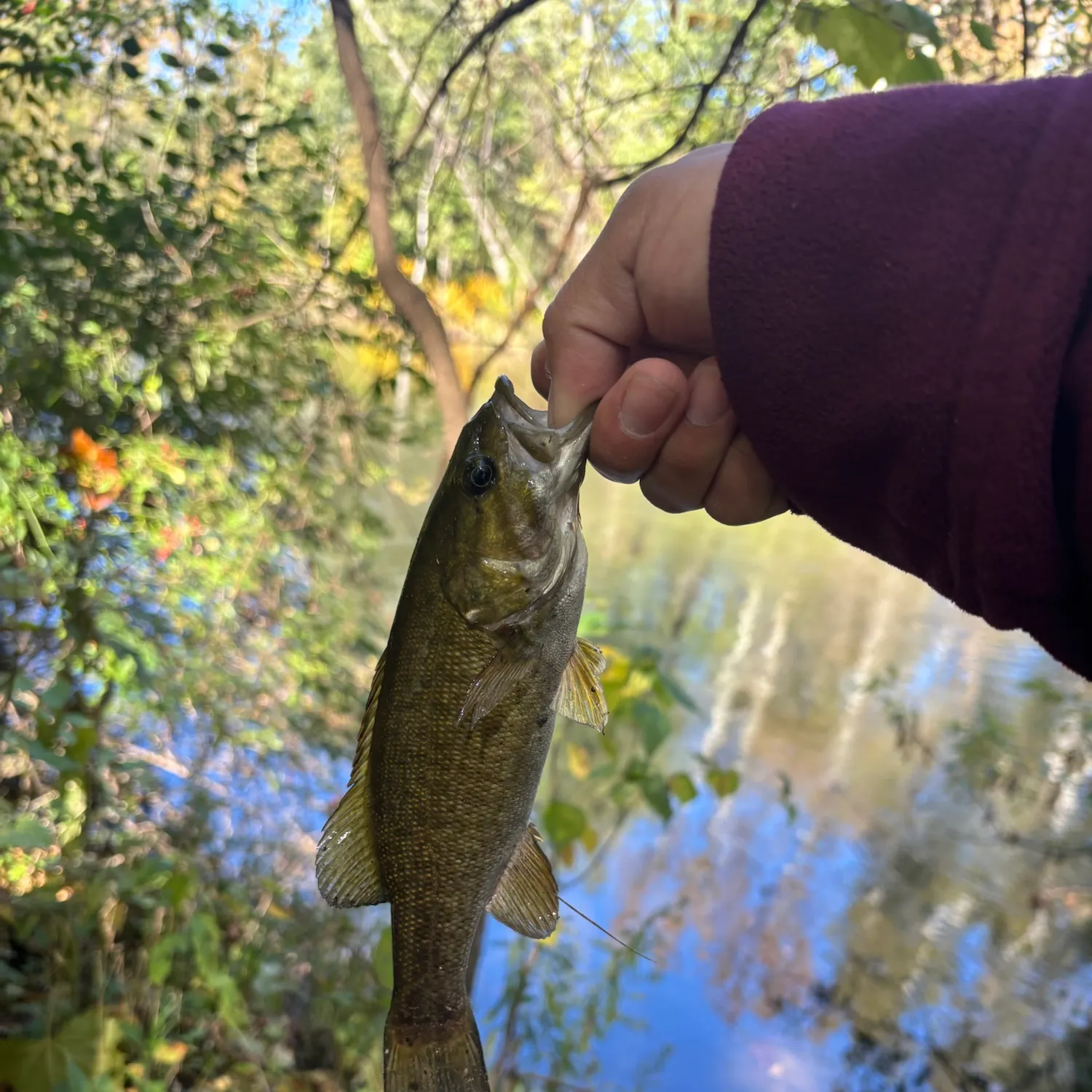 Smallmouth bass caught on Fishbrain