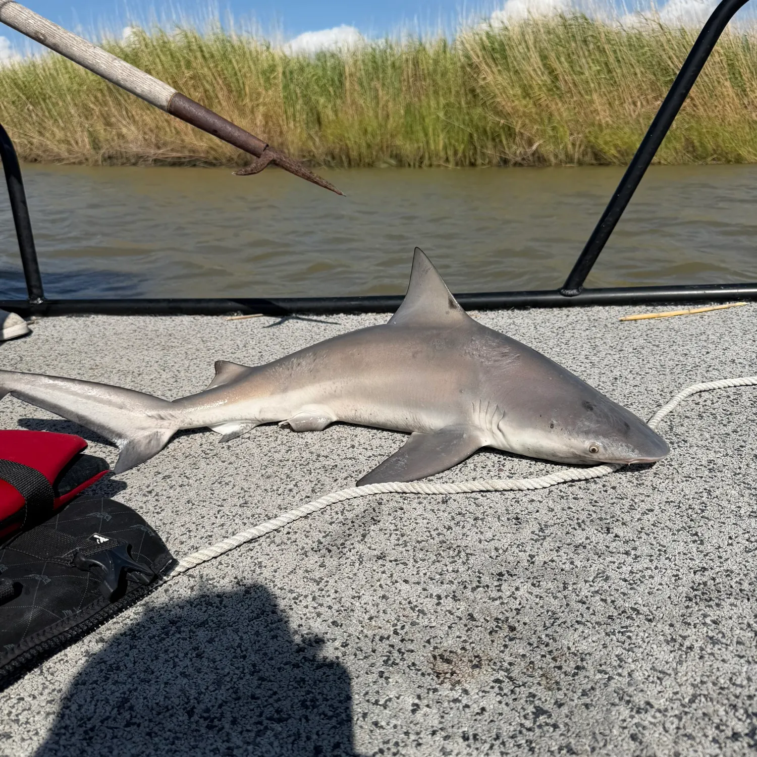 Bull shark caught on Fishbrain