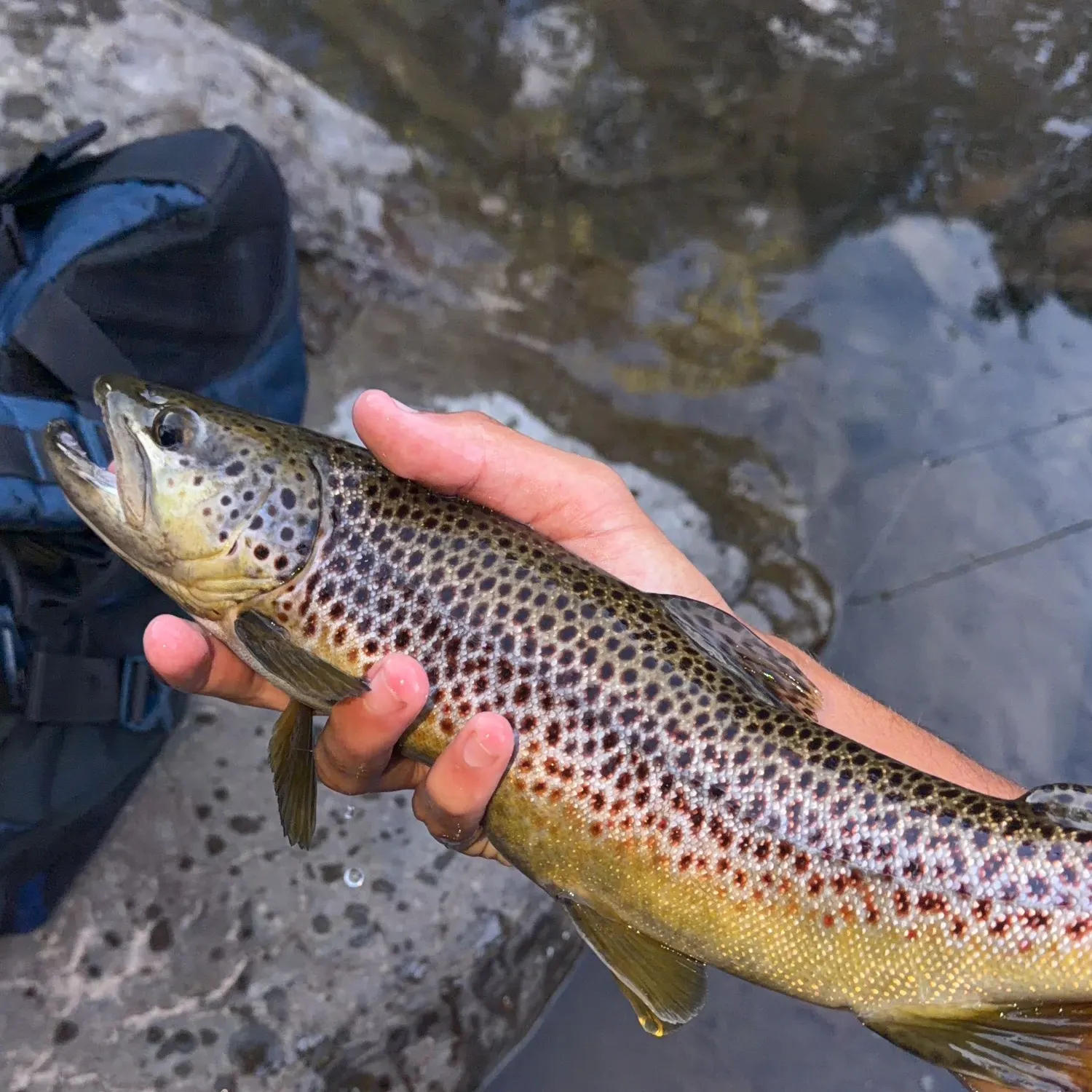 Brown trout caught on Fishbrain