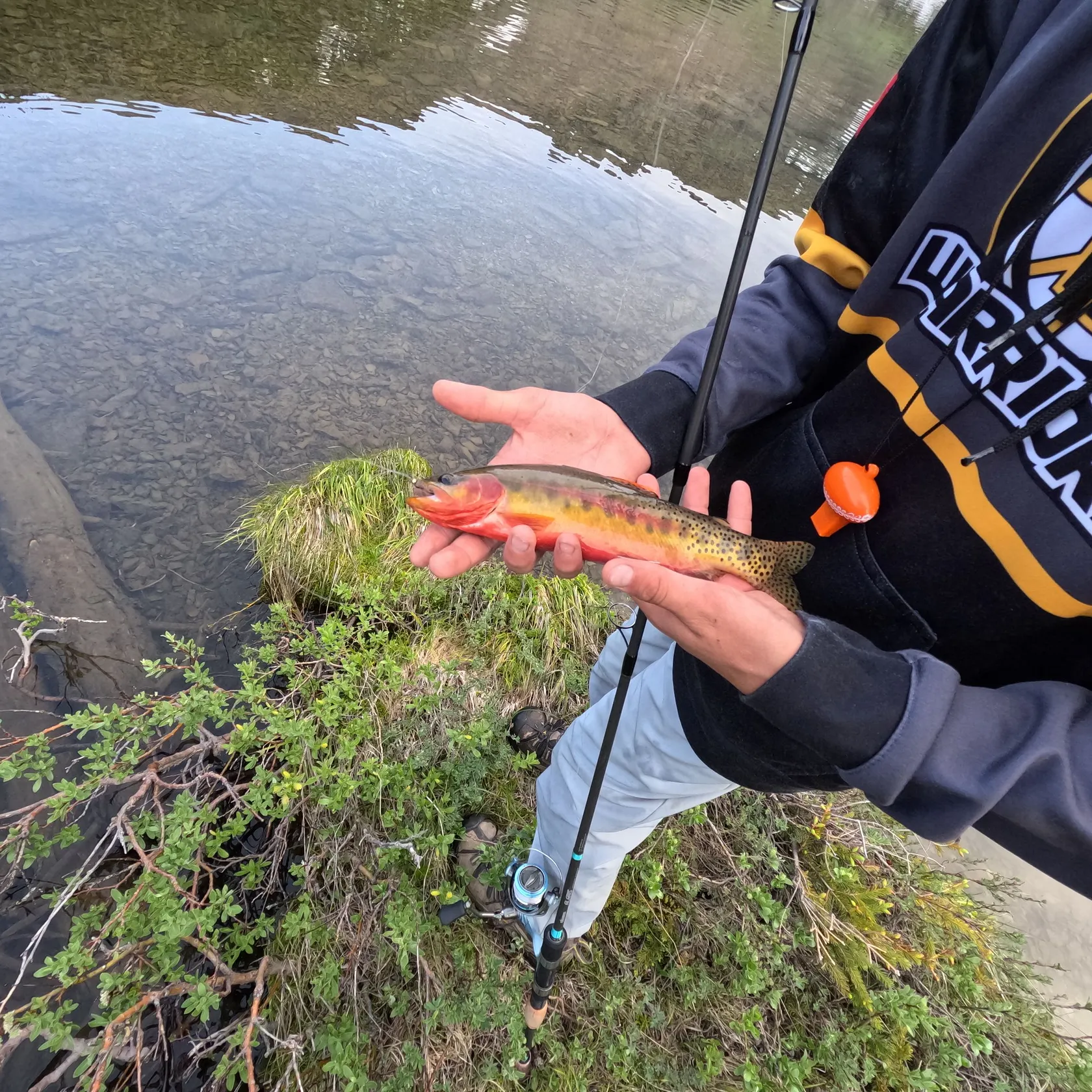 The most recent Golden trout catches on Fishbrain