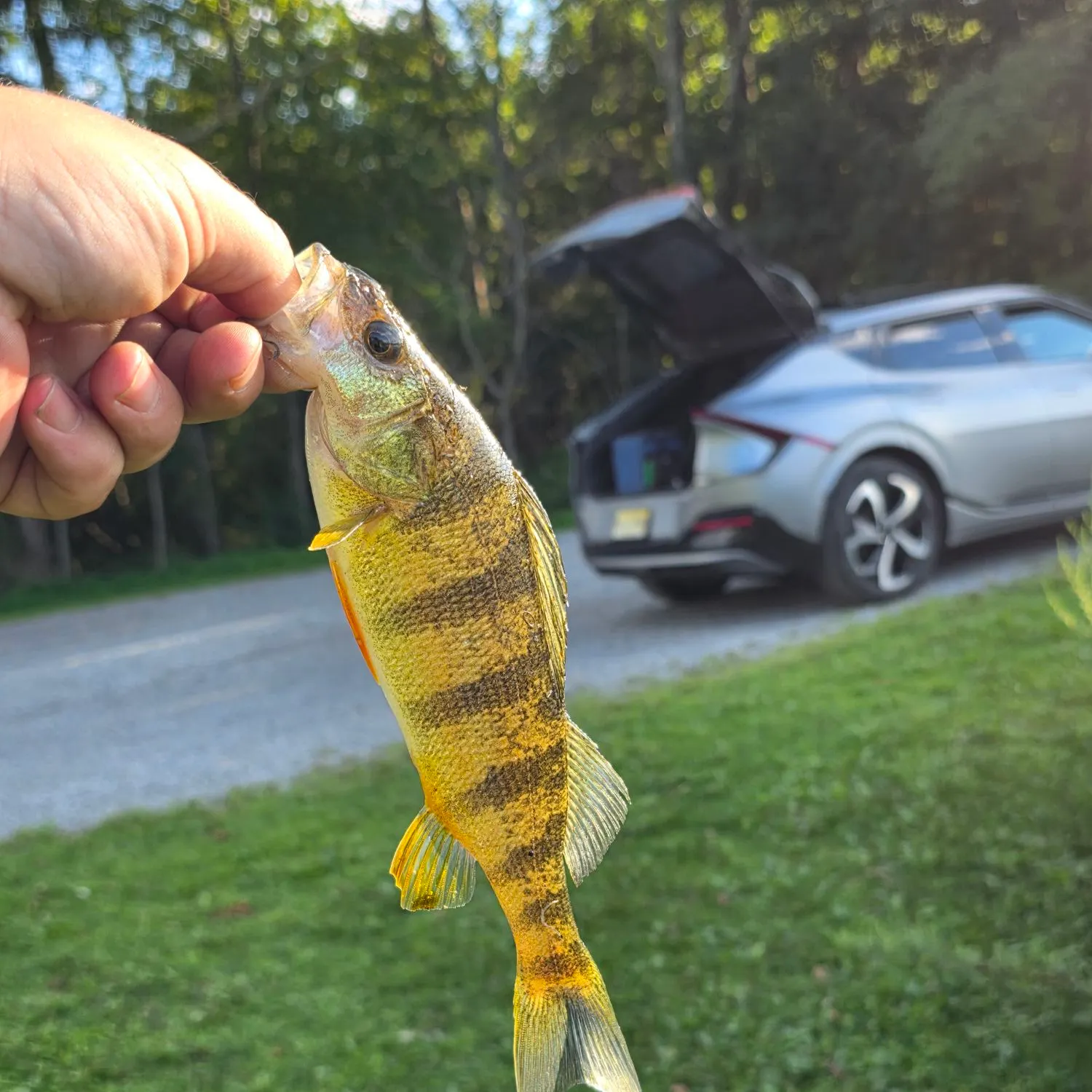 Yellow perch caught on Fishbrain