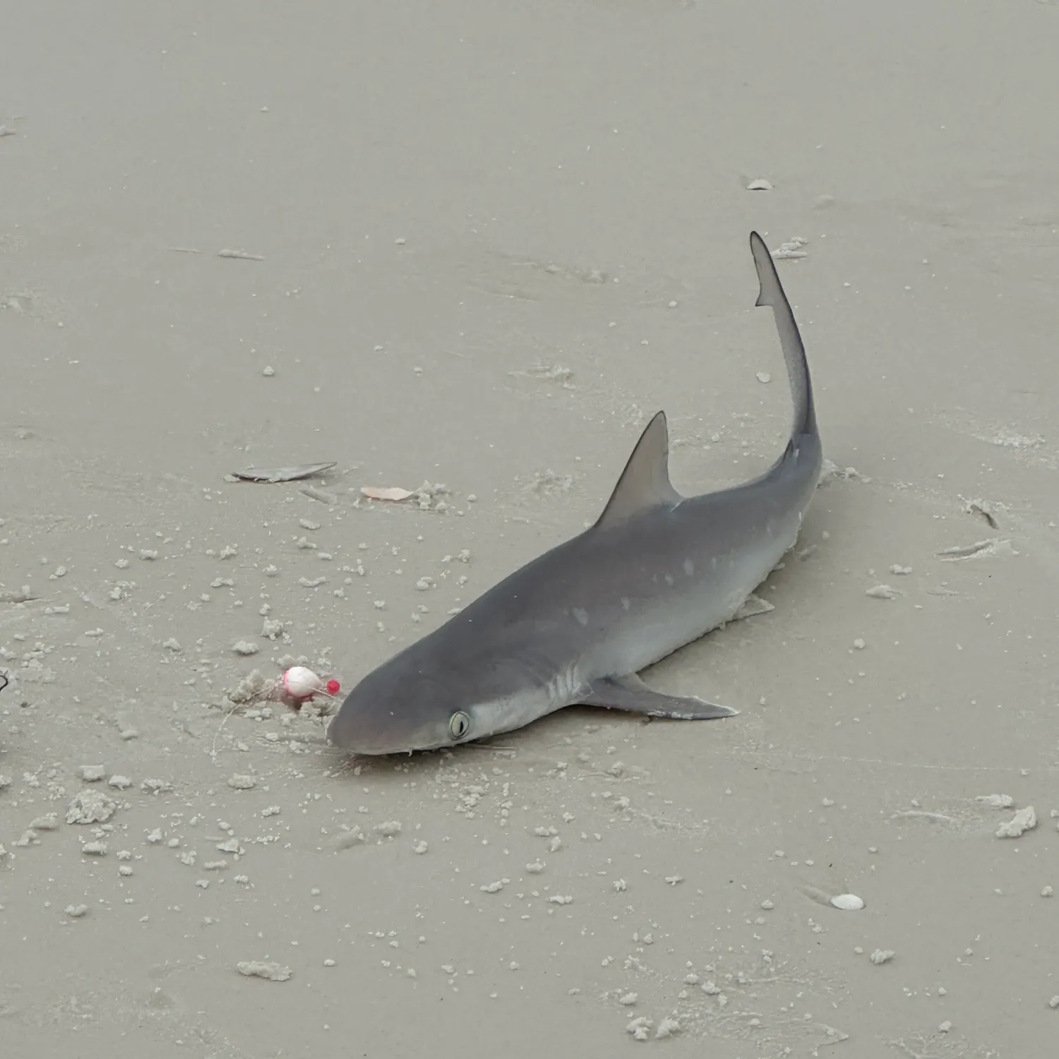 The most recent Silvertip shark catches on Fishbrain