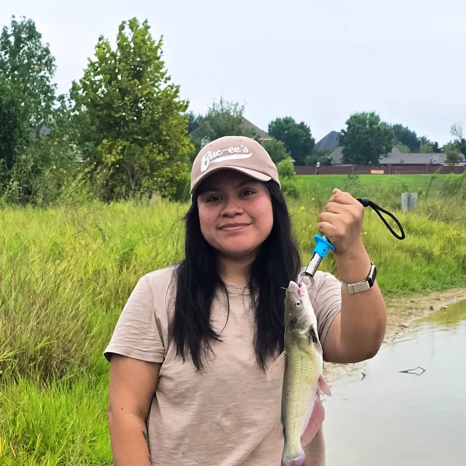 Channel catfish caught on Fishbrain