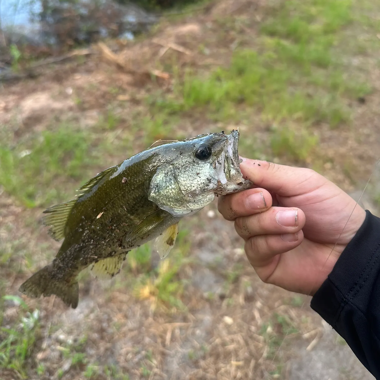 angler catch