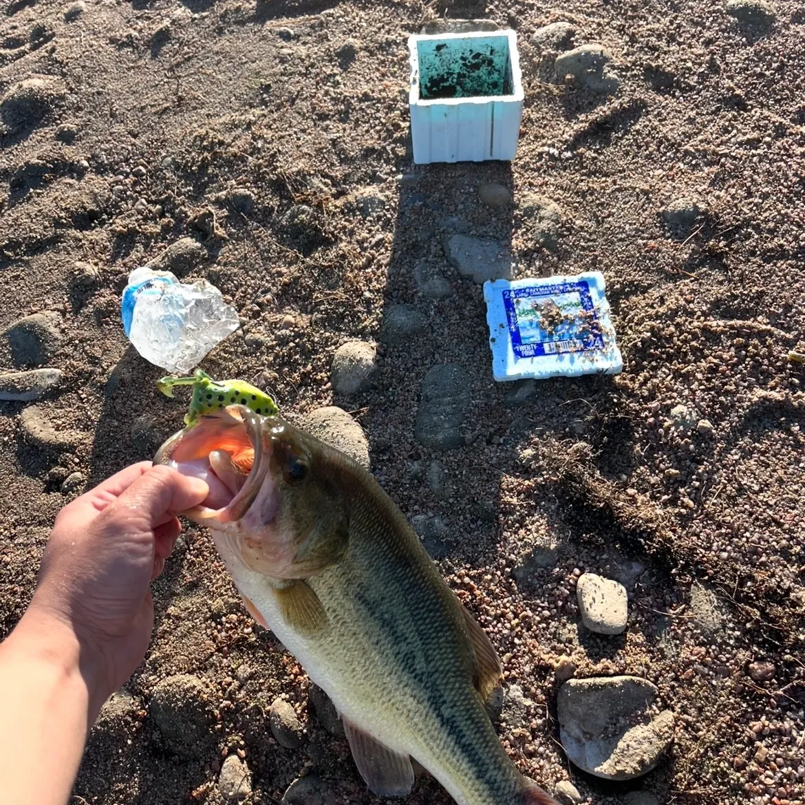 Largemouth bass caught on Fishbrain