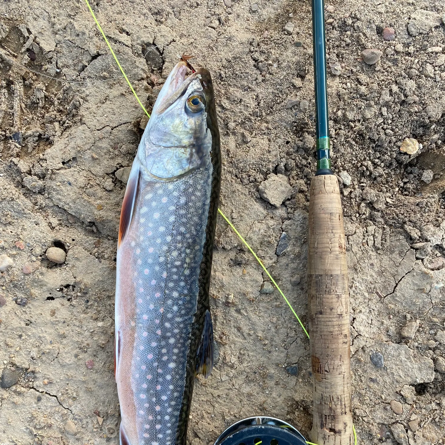 The most recent Splake catches on Fishbrain