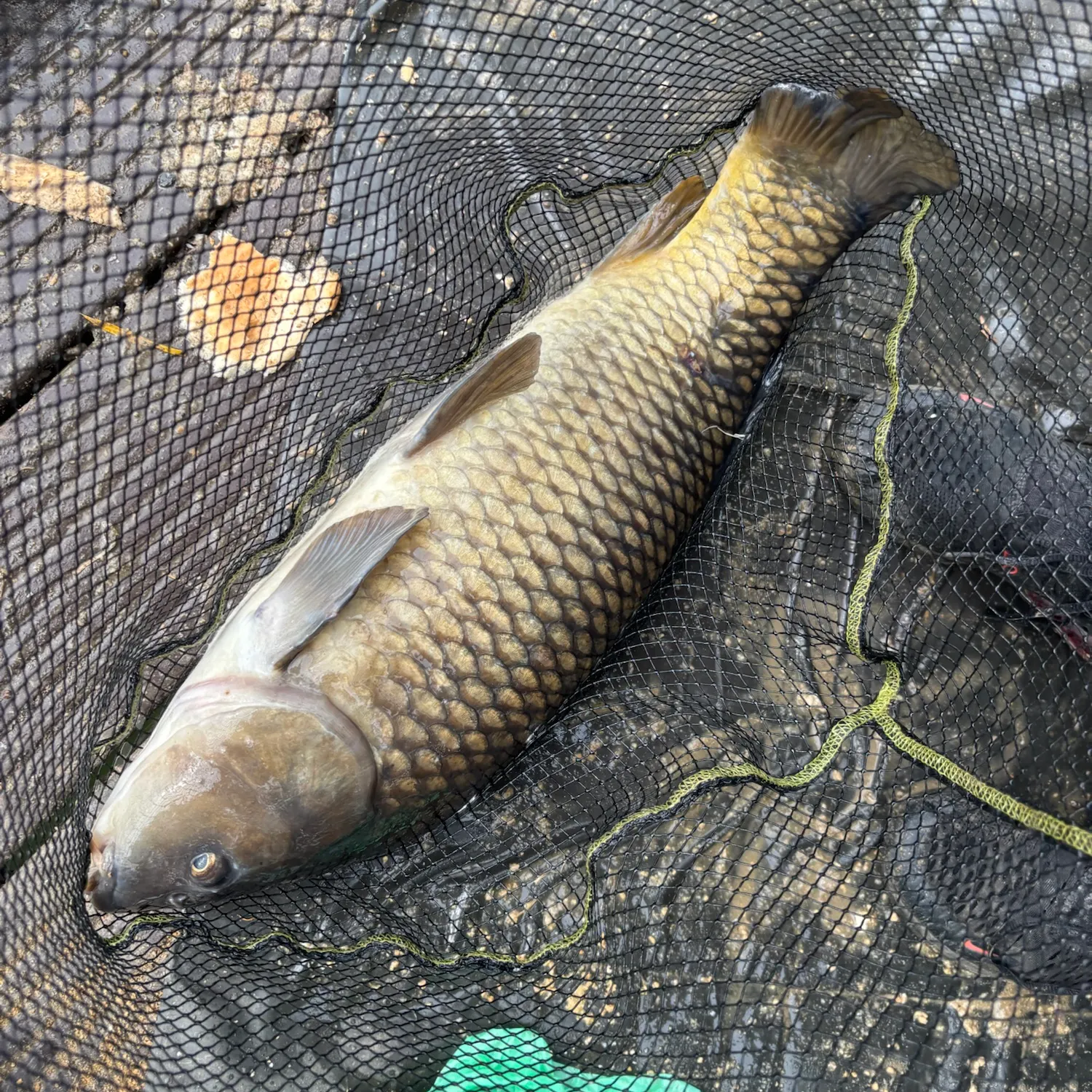 Common carp caught on Fishbrain