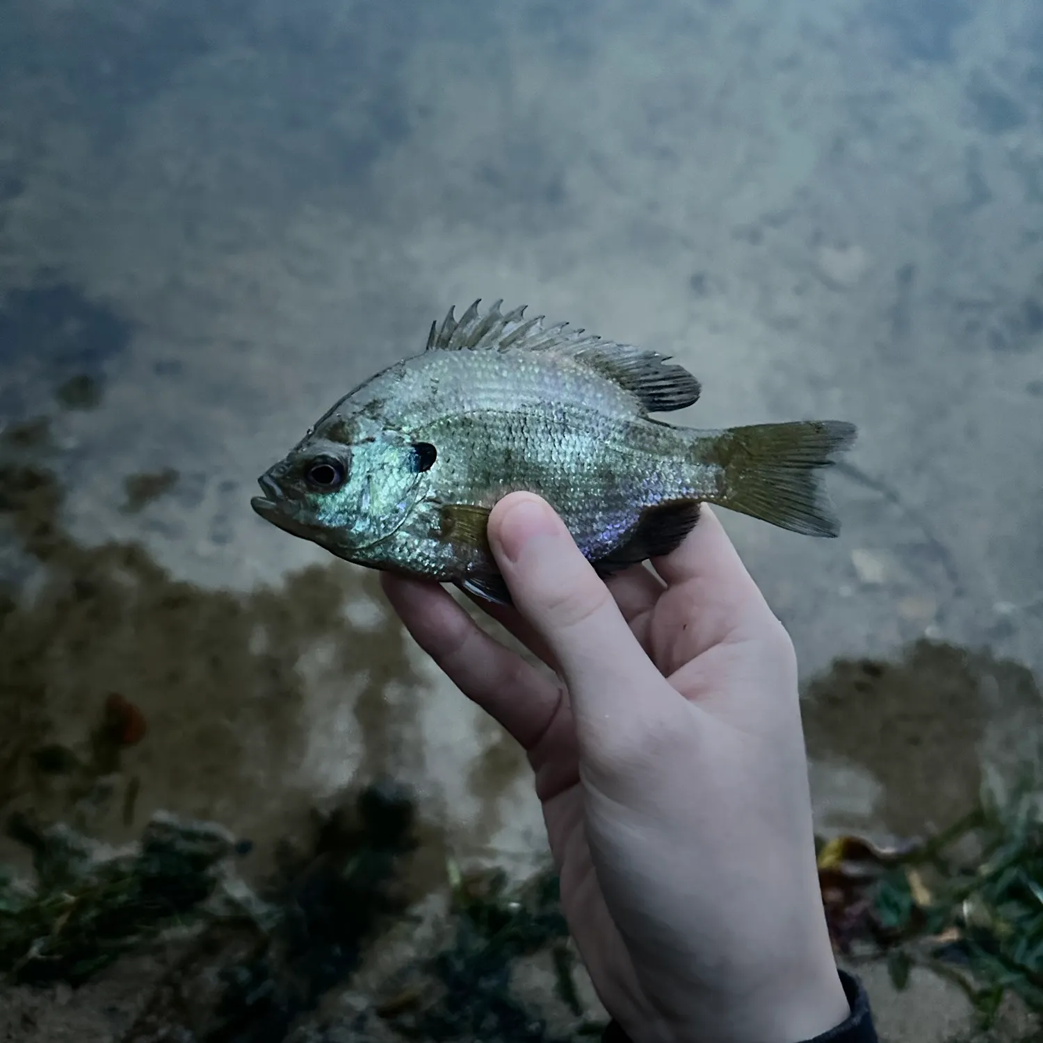 Bluegill caught on Fishbrain