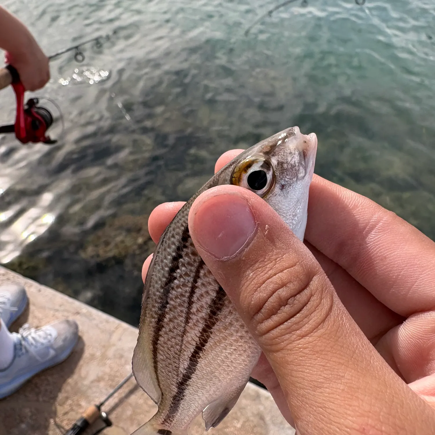 The most recent Sailor's choice grunt catches on Fishbrain