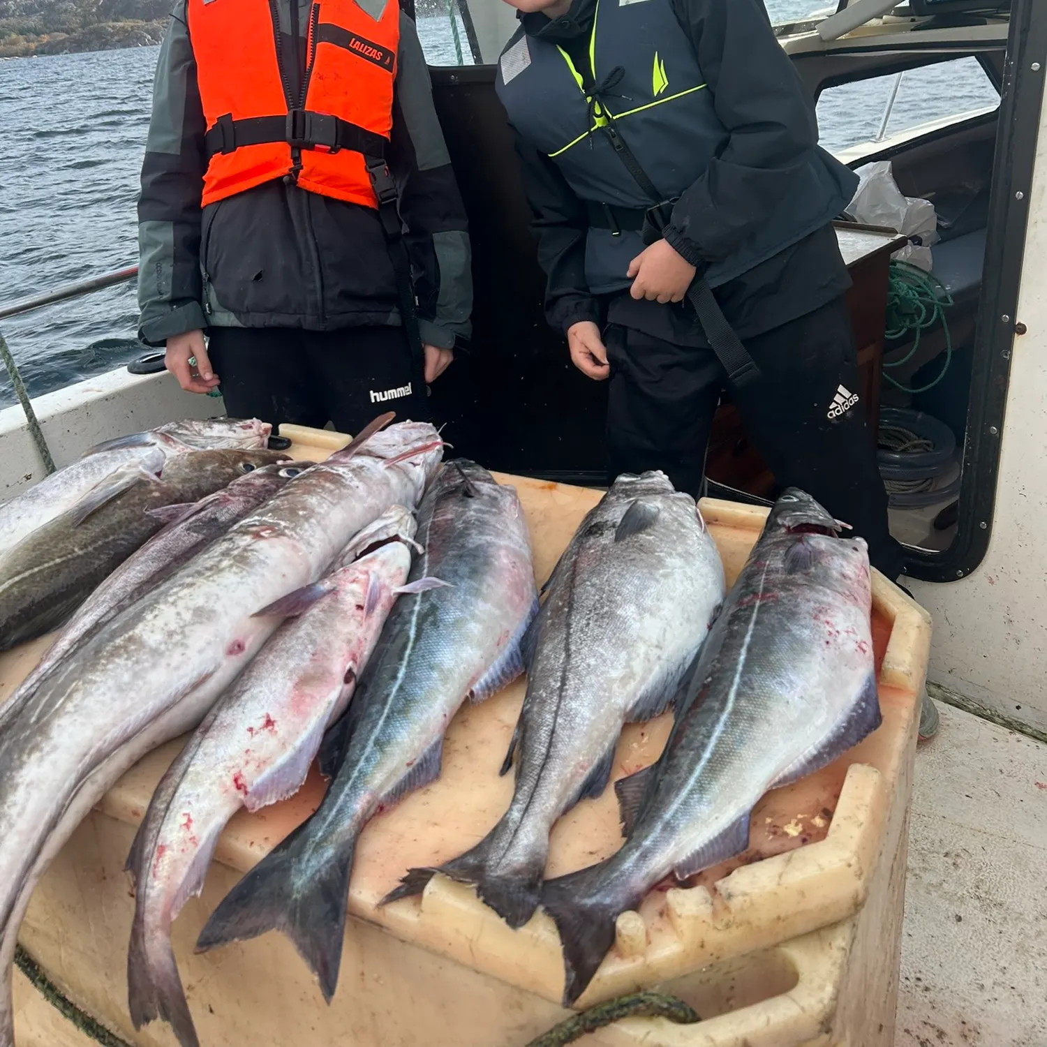 Atlantic halibut caught on Fishbrain