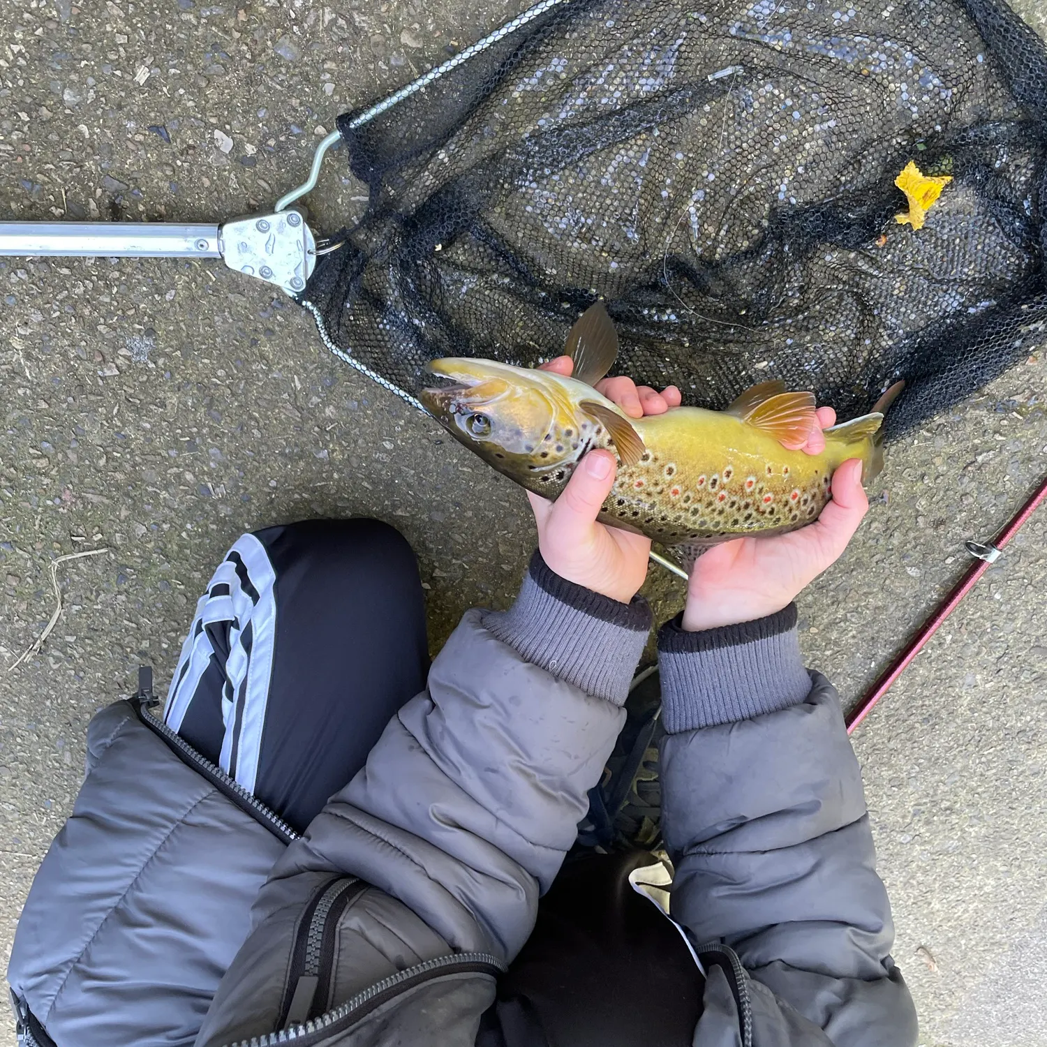 Brown trout caught on Fishbrain