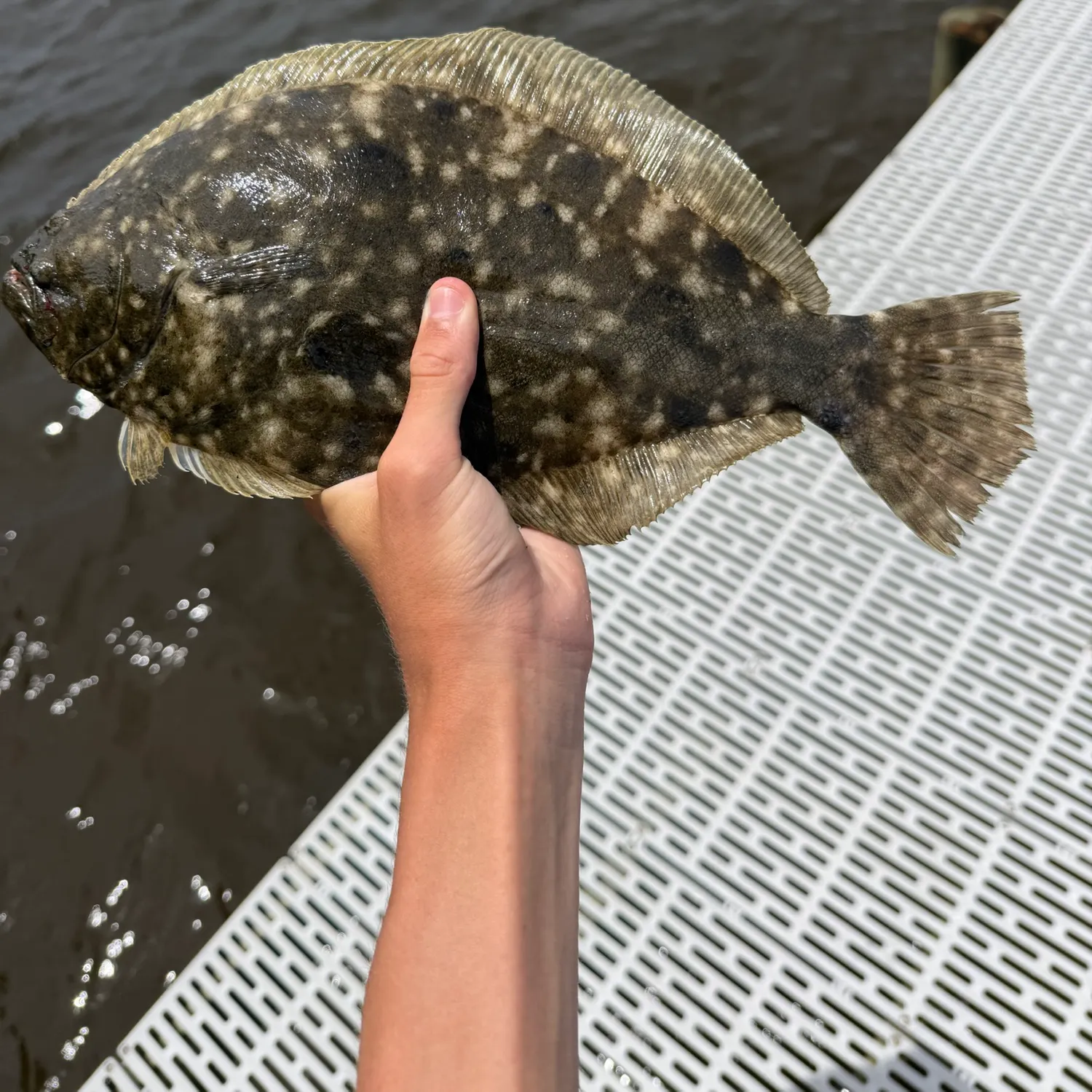 The most recent Southern flounder catches on Fishbrain