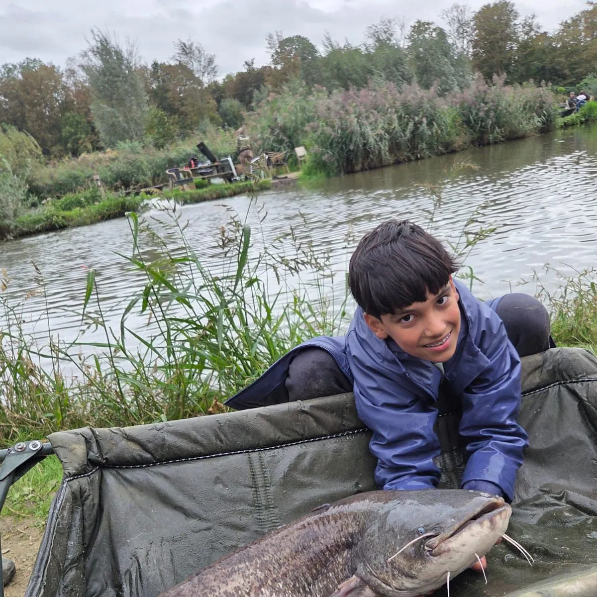 Wels catfish caught on Fishbrain