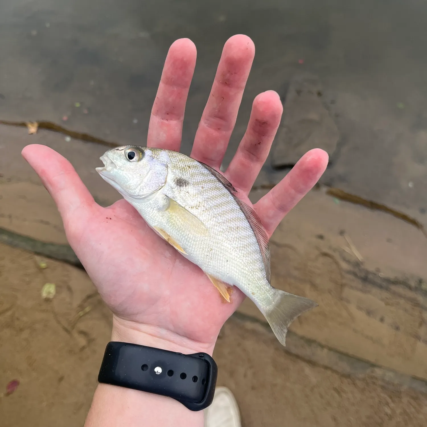 Spot croaker caught on Fishbrain