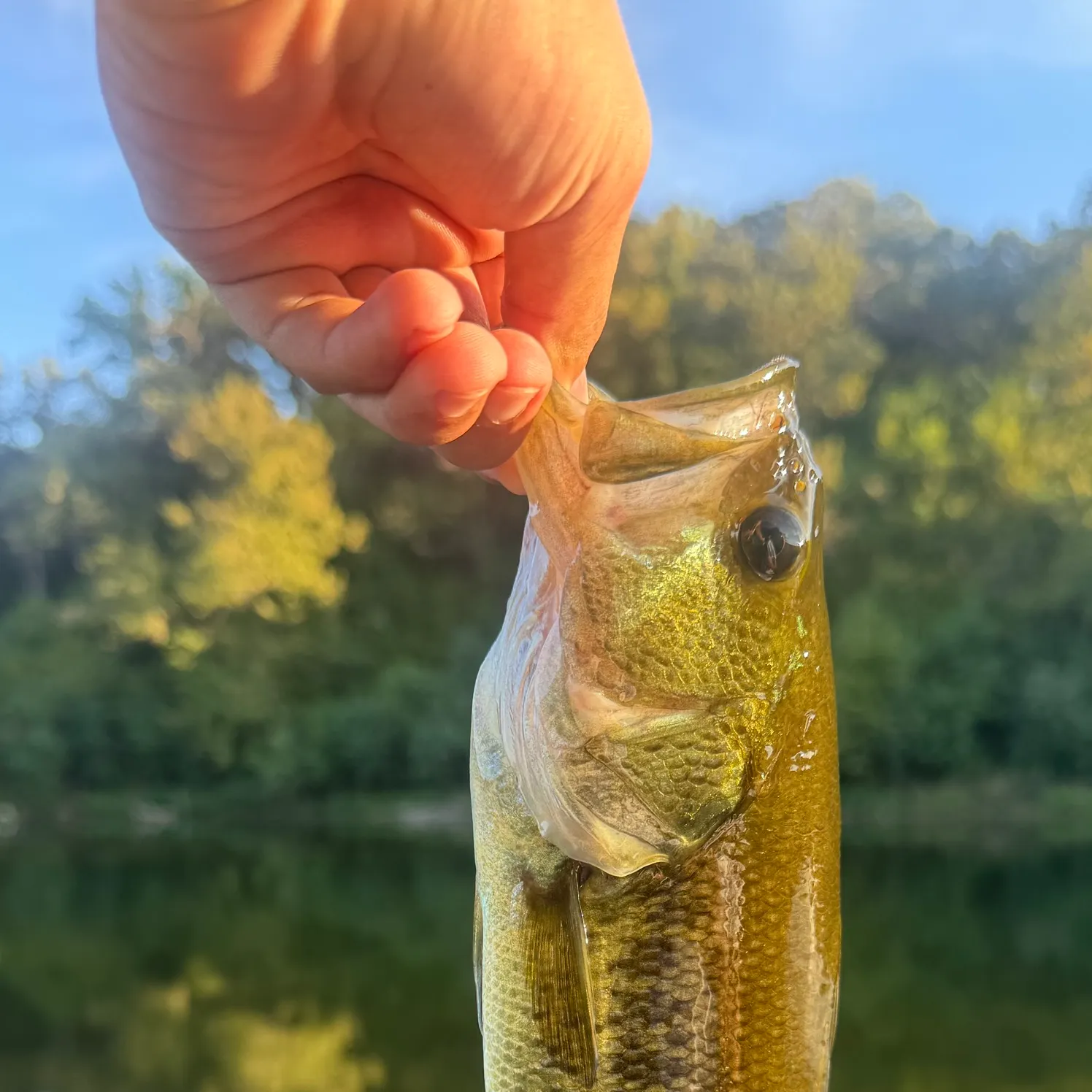 Largemouth bass caught on Fishbrain