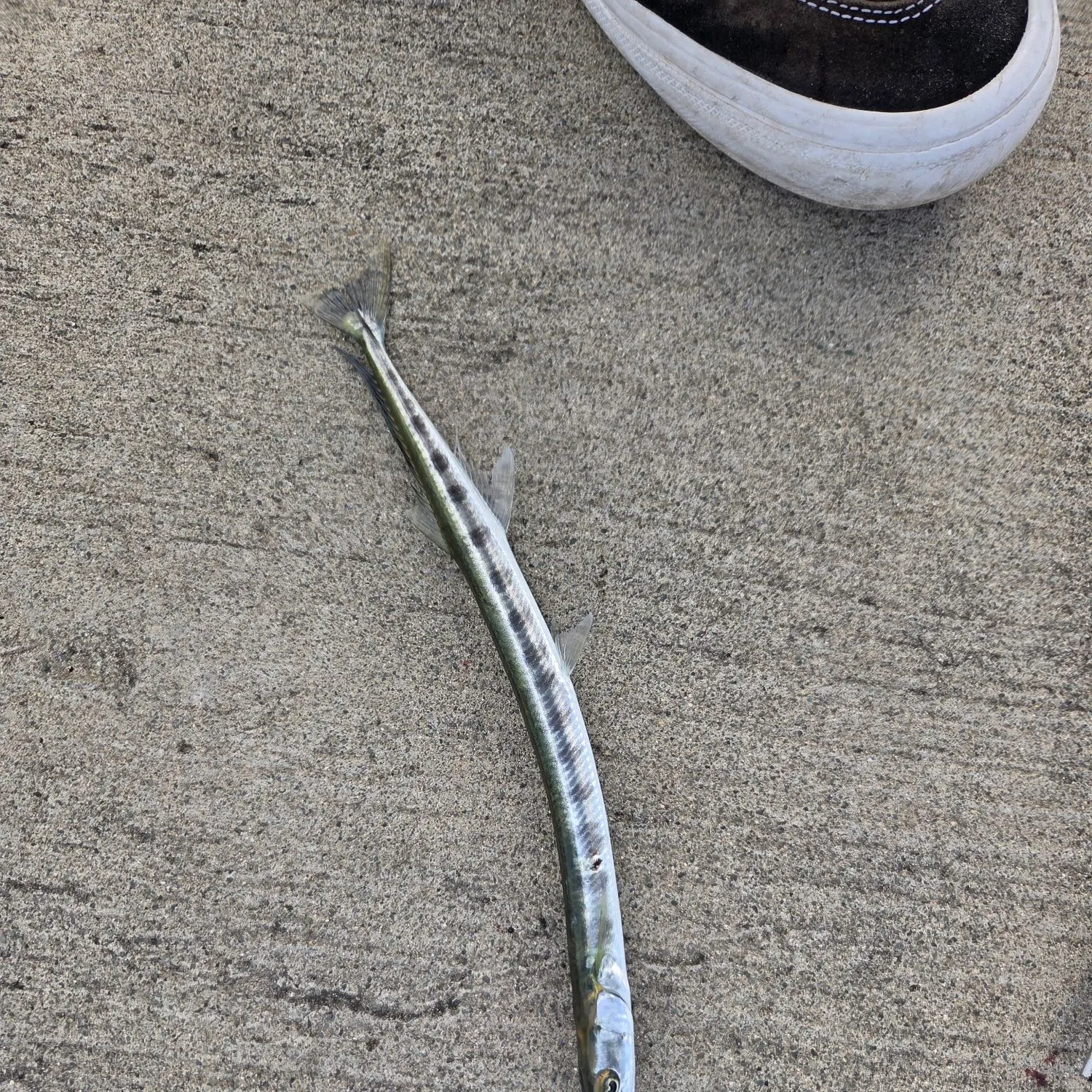 The most recent Flat needlefish catches on Fishbrain