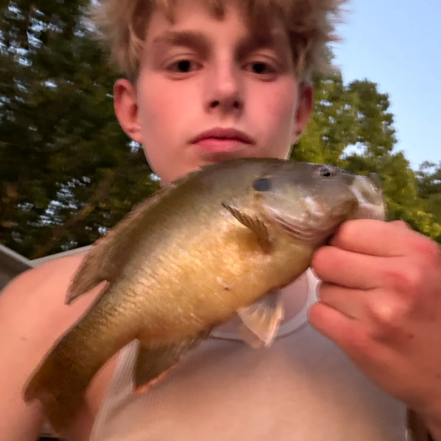 Green sunfish caught on Fishbrain