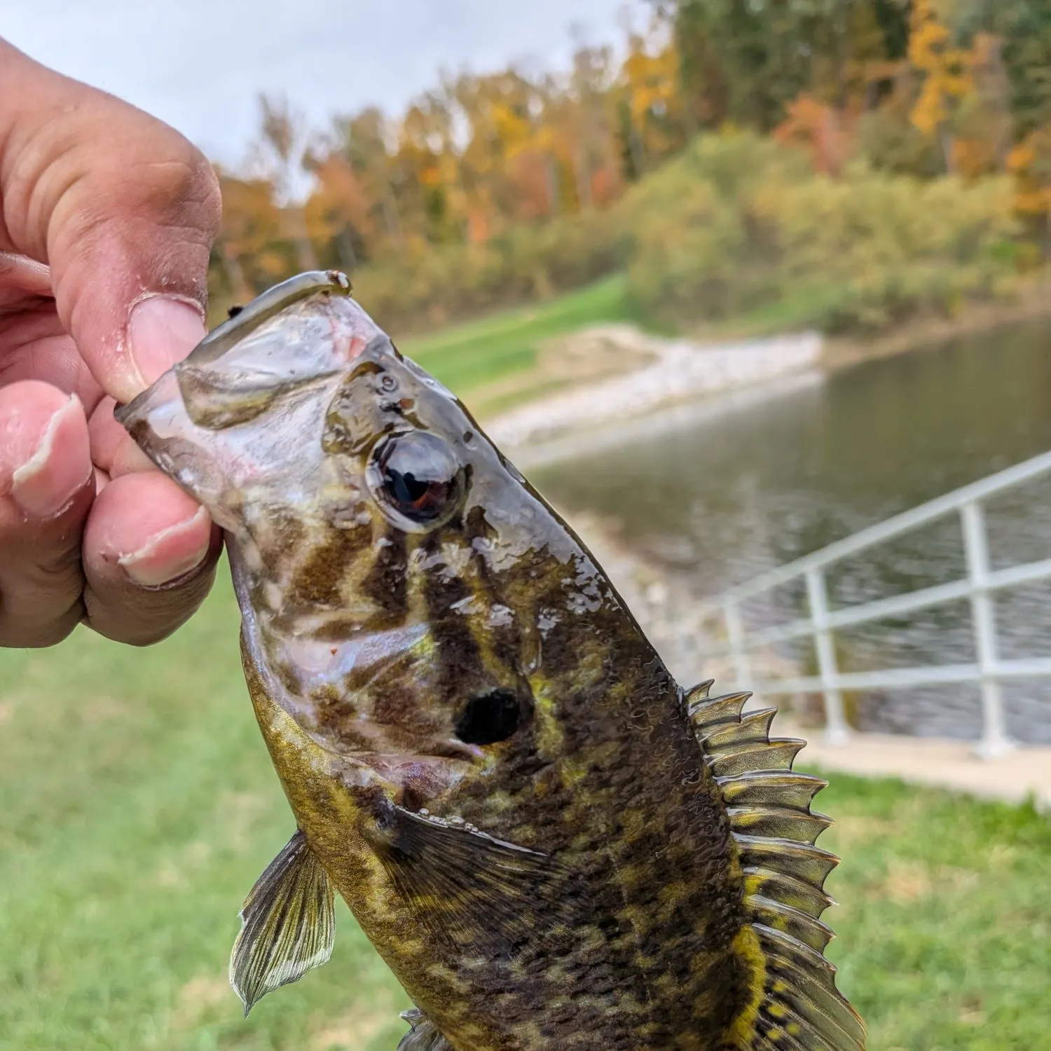 Warmouth caught on Fishbrain