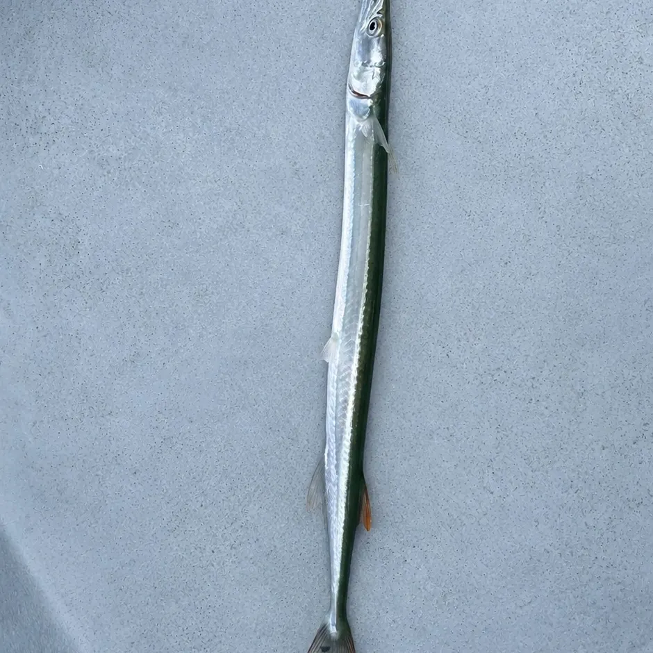 The most recent Flat needlefish catches on Fishbrain