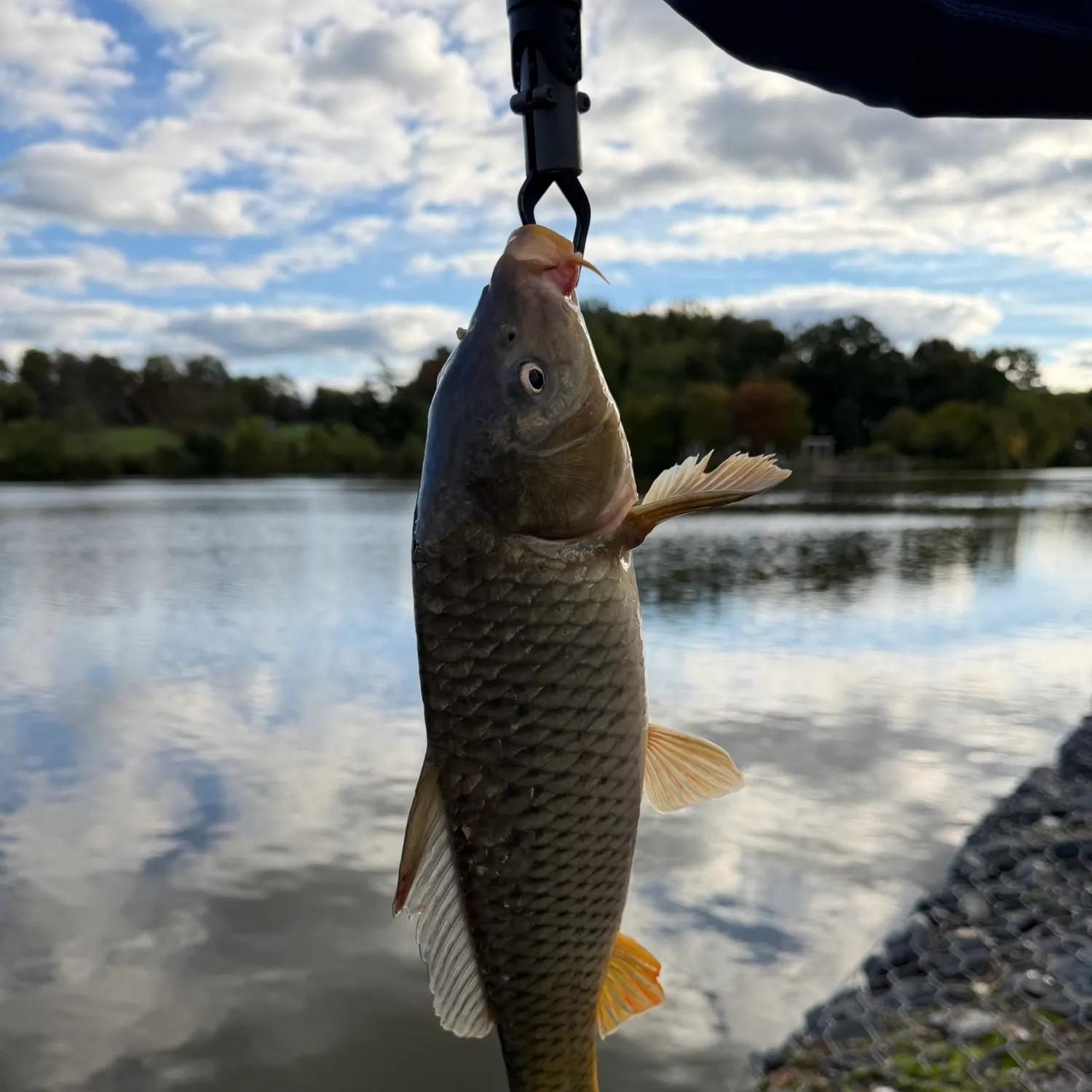 Common carp caught on Fishbrain