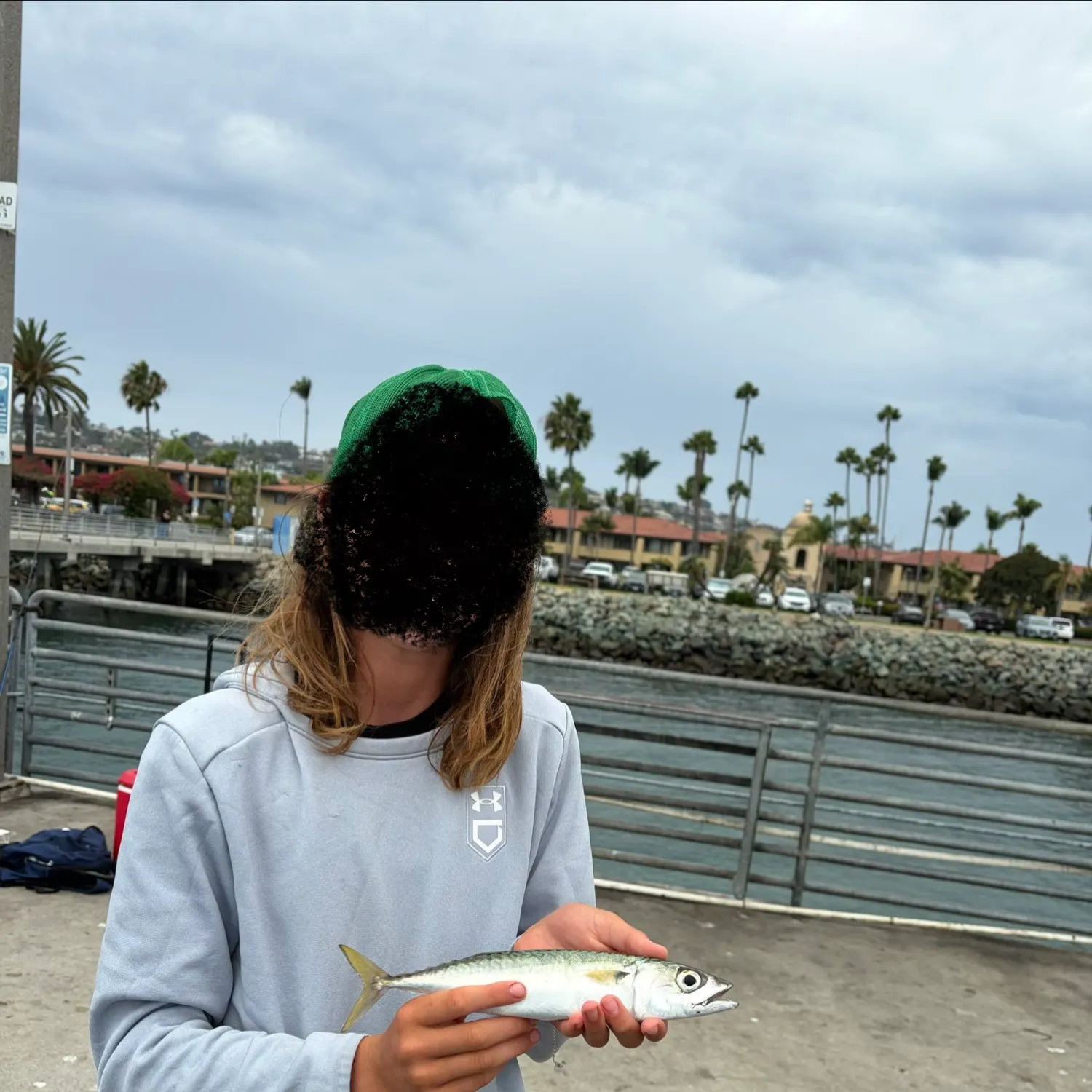 Pacific chub mackerel caught on Fishbrain