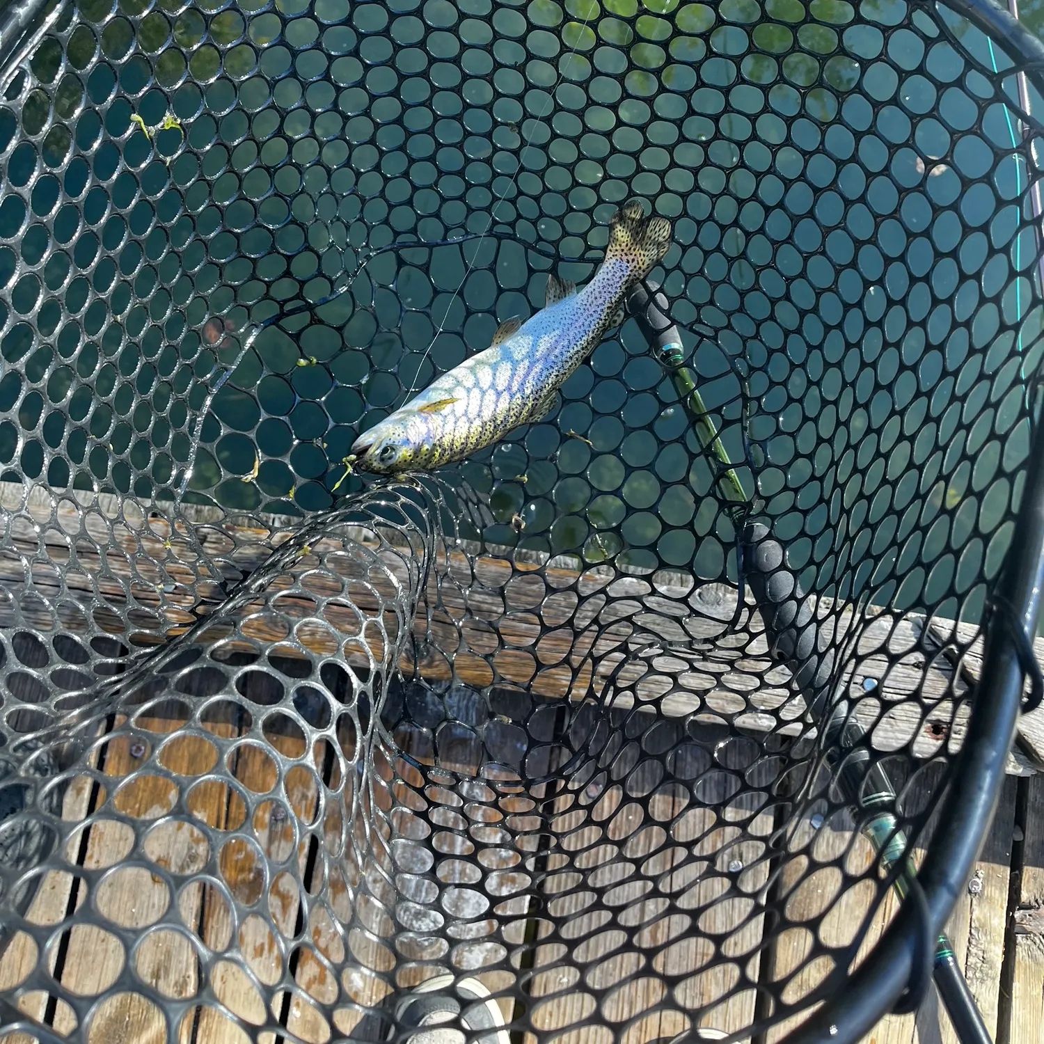 Rainbow trout caught on Fishbrain