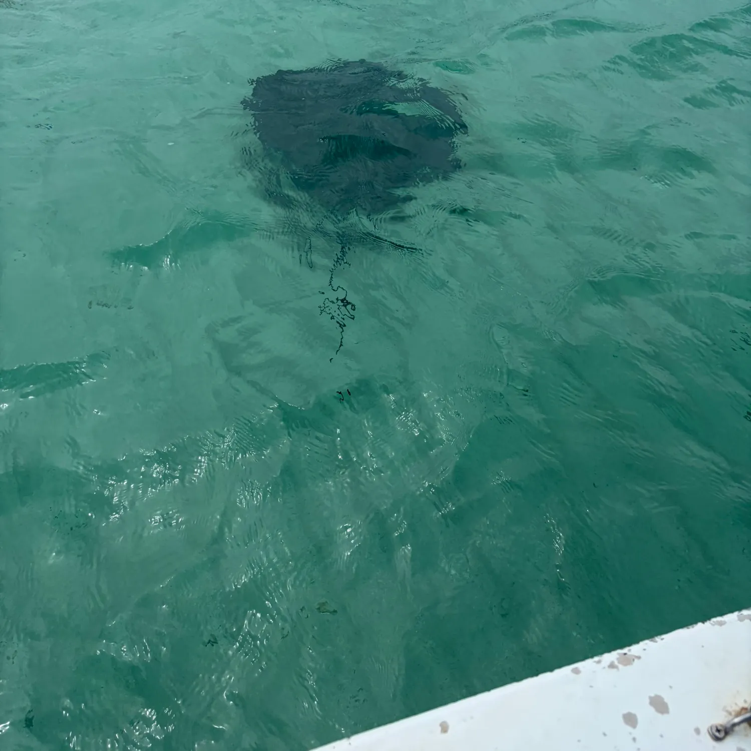 The most recent Sharpnose stingray catches on Fishbrain