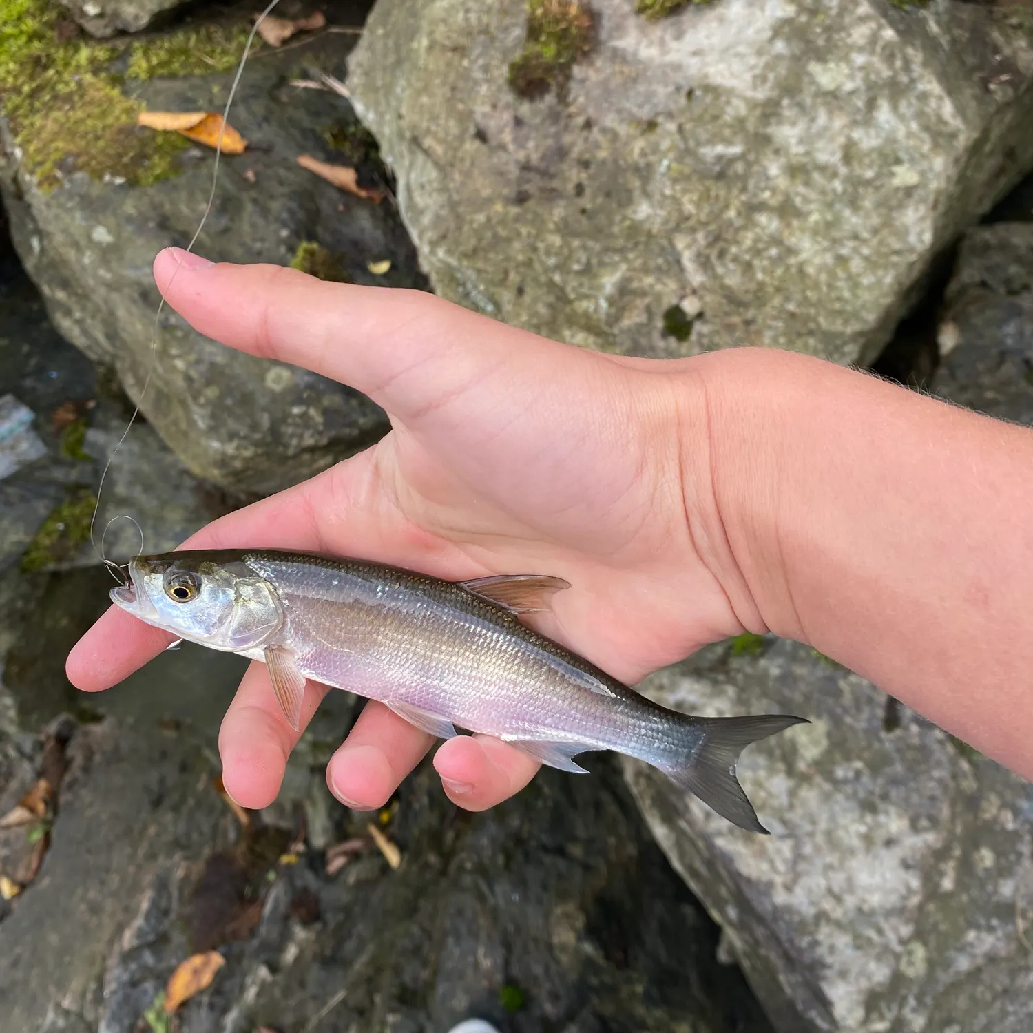 Common bleak caught on Fishbrain