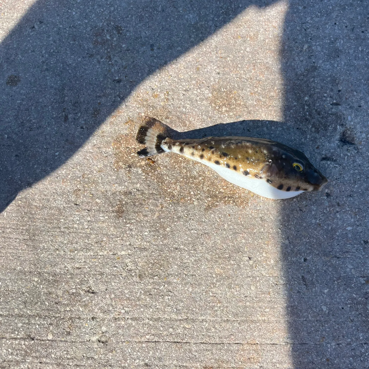 The most recent Bandtail puffer catches on Fishbrain