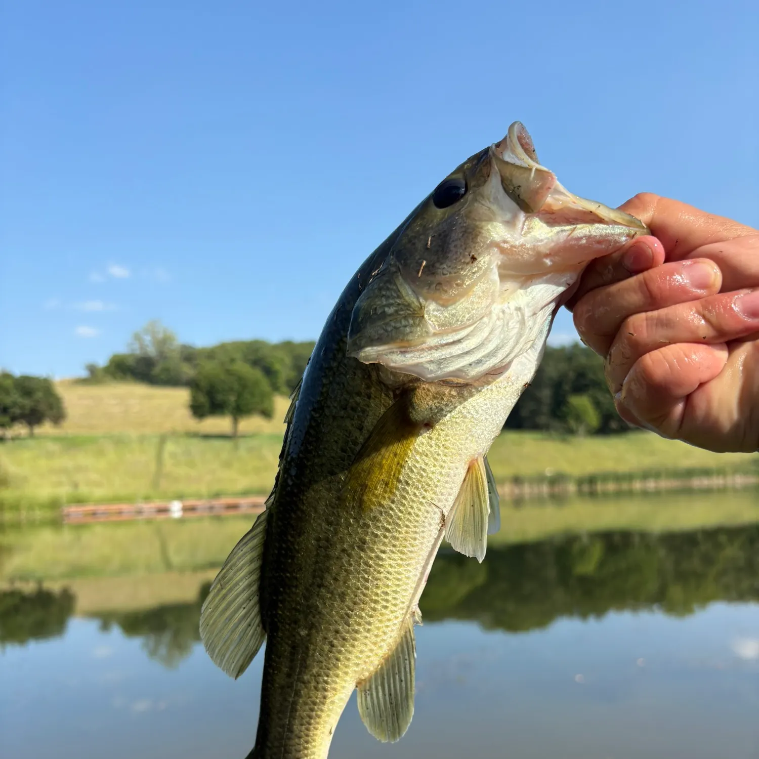 Largemouth bass caught on Fishbrain