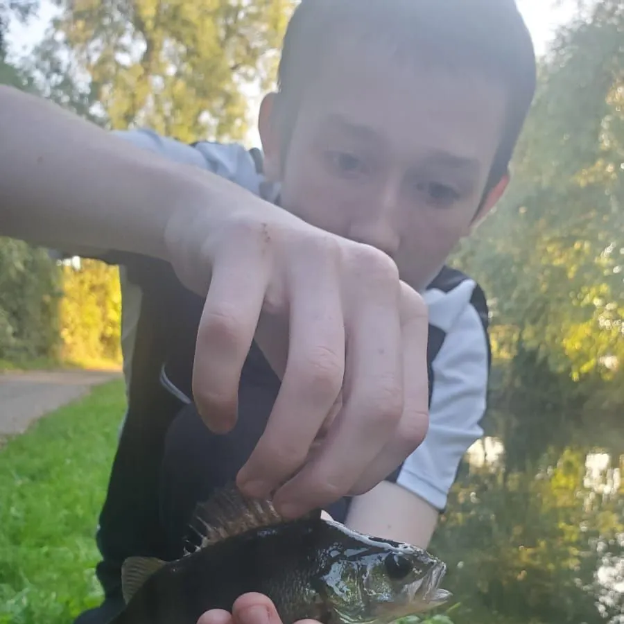 European perch caught on Fishbrain